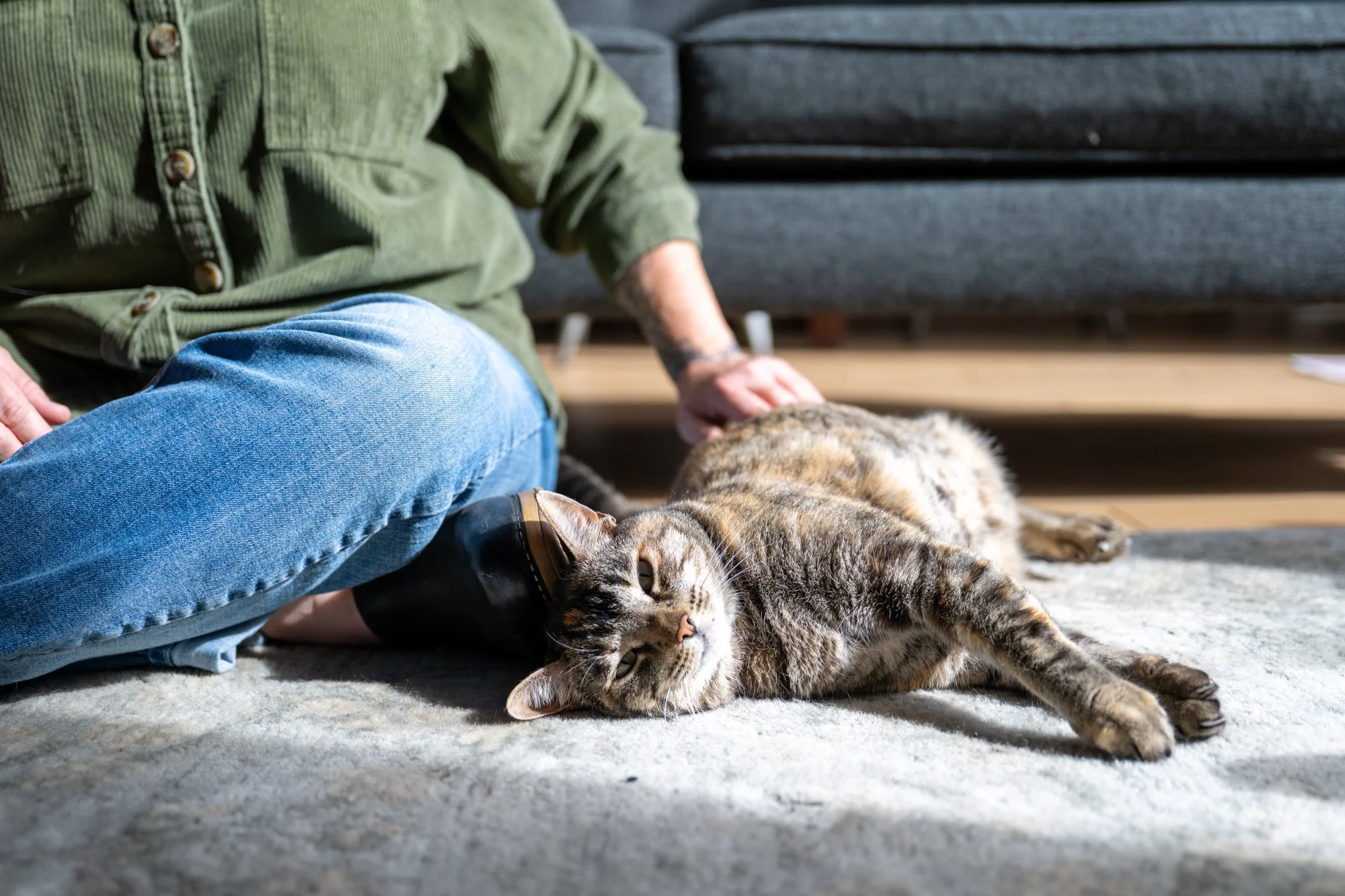 Person petting a tabby cat lying on the floor near a gray sofa.