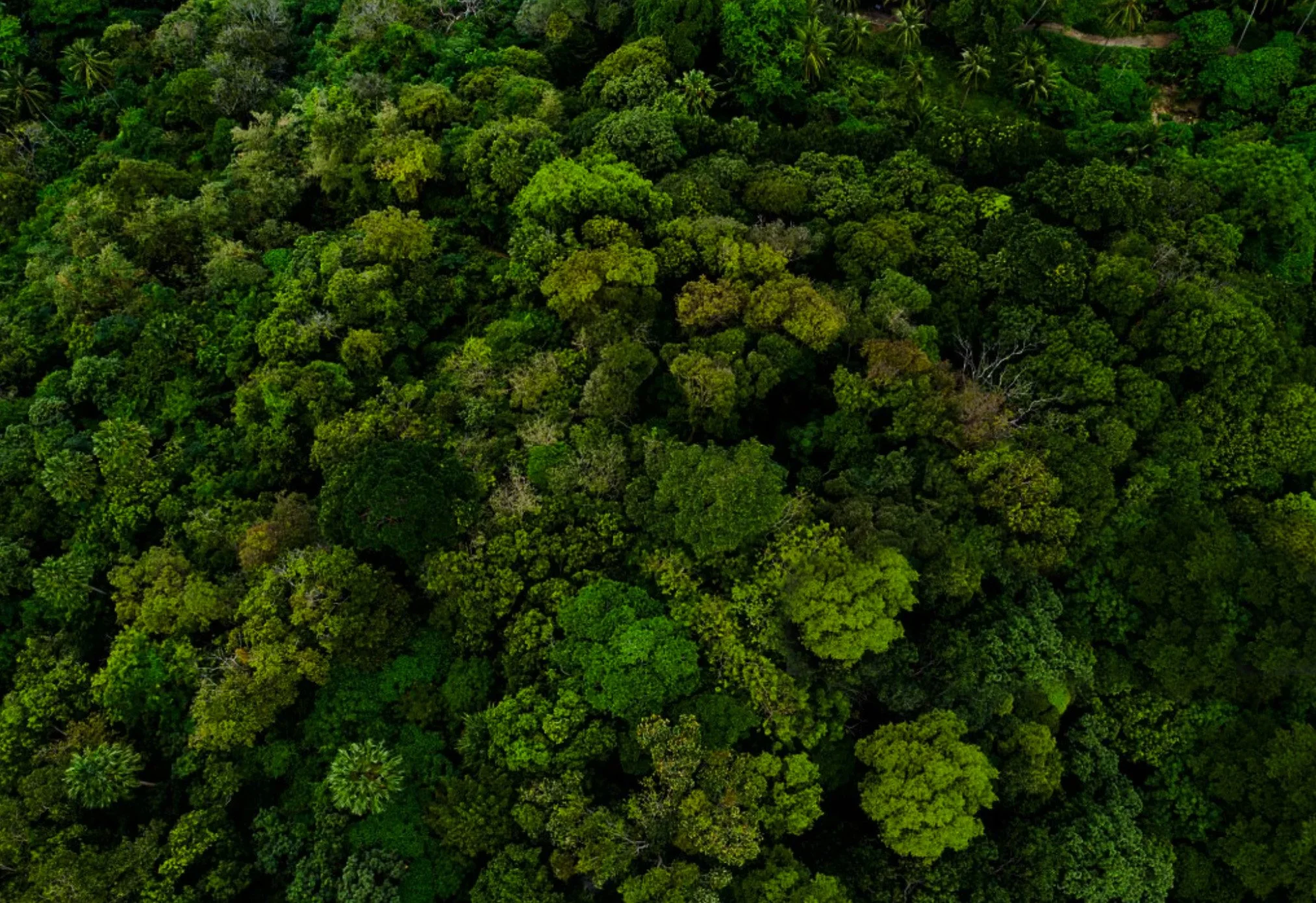 Forests are Not Just Carbon, and Climate is Not Just Emissions