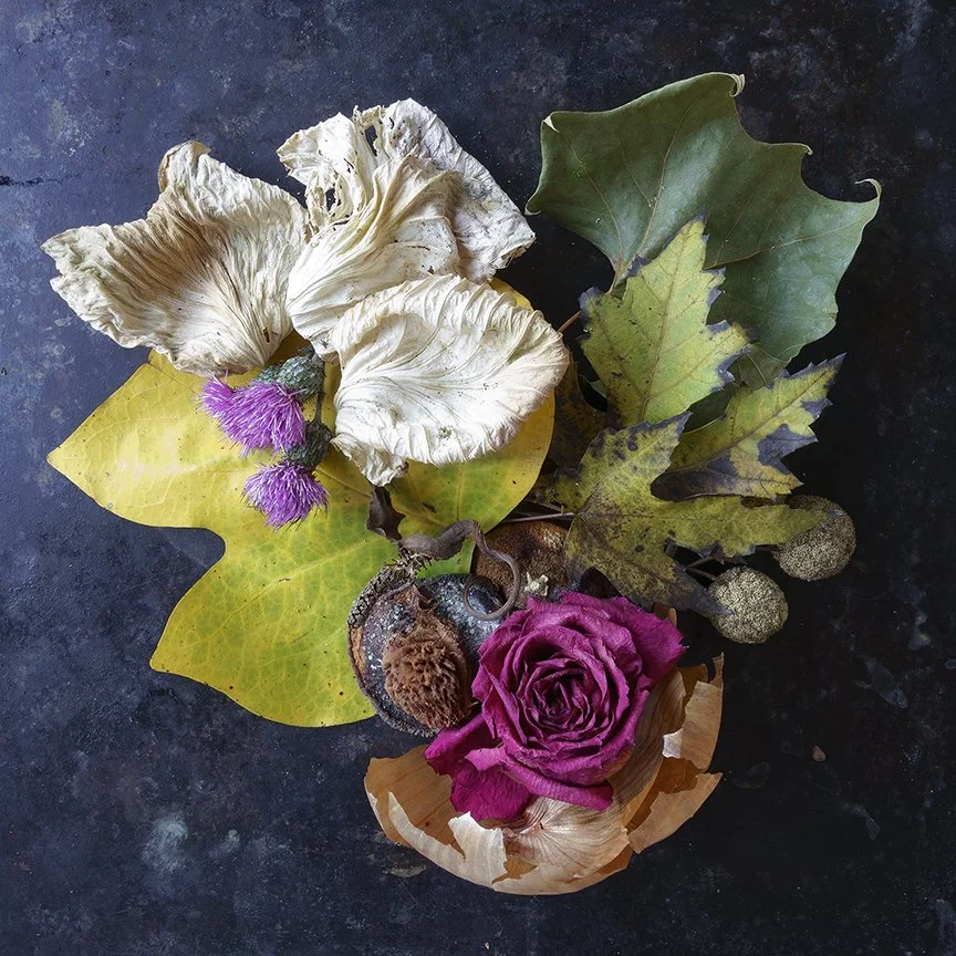 A magenta rose cradled by delicate onion skin contrasts with the cabbage leaves and thistle; balanced and fleeting, a harmony of opposites. Against the dark background, this composition captures the delicate tension between fragility and resilience, 
