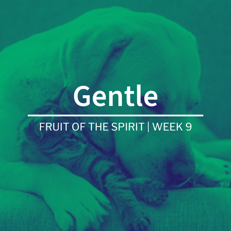Gentle | Fruit of the Spirit | Week 9