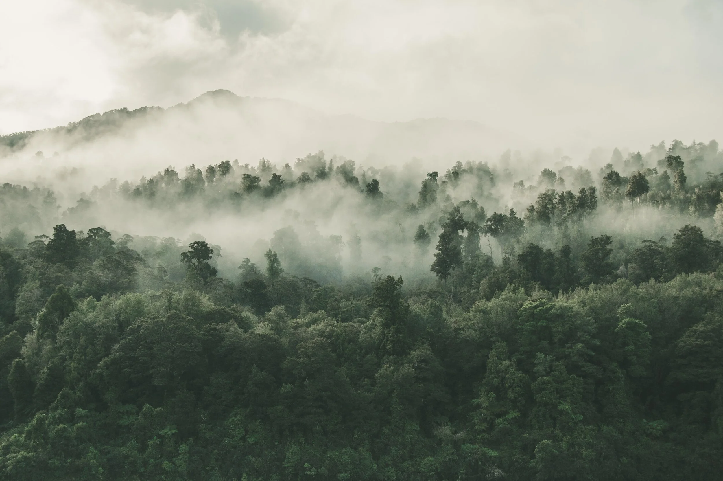 A lush green tropical rainforest shrouded in mist and fog, with dense trees covering rolling hills and mountains in the distance.