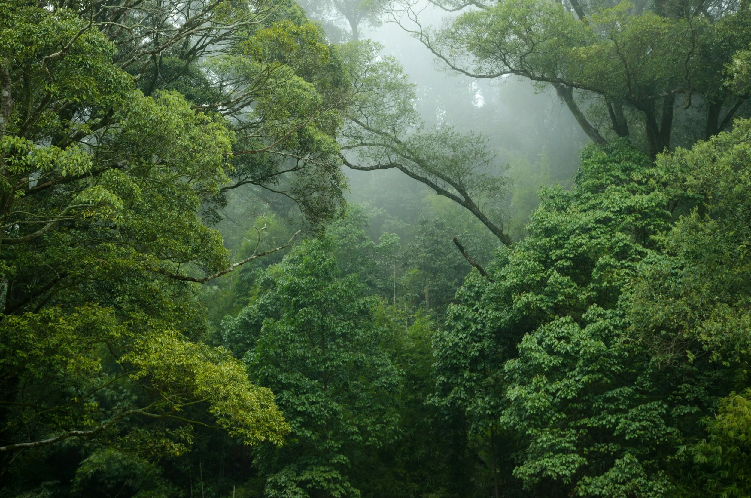 Dense green forest with fog and tall trees, some branches stretching horizontally.