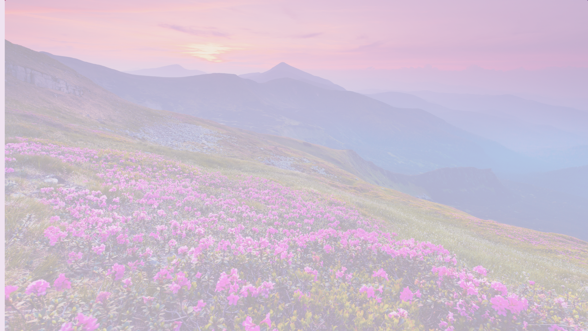 Soft focus mountains in background with field of flowers in foreground.
