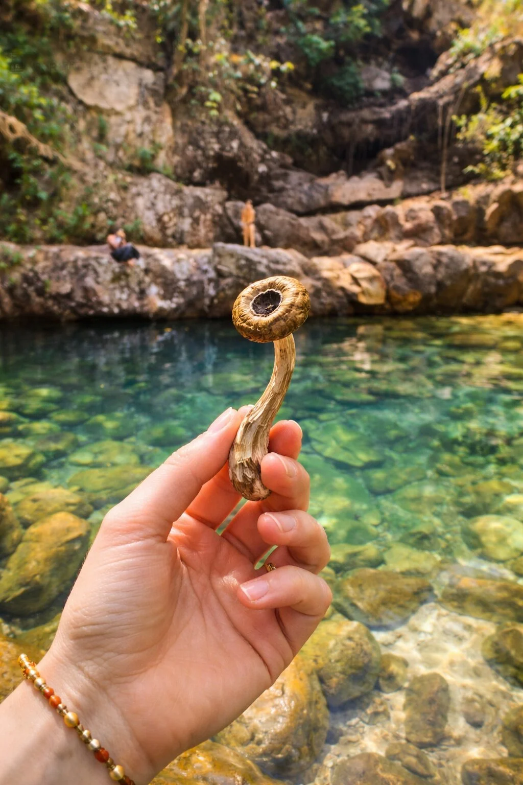 Psilocybin Mushroom Retreat Brazil