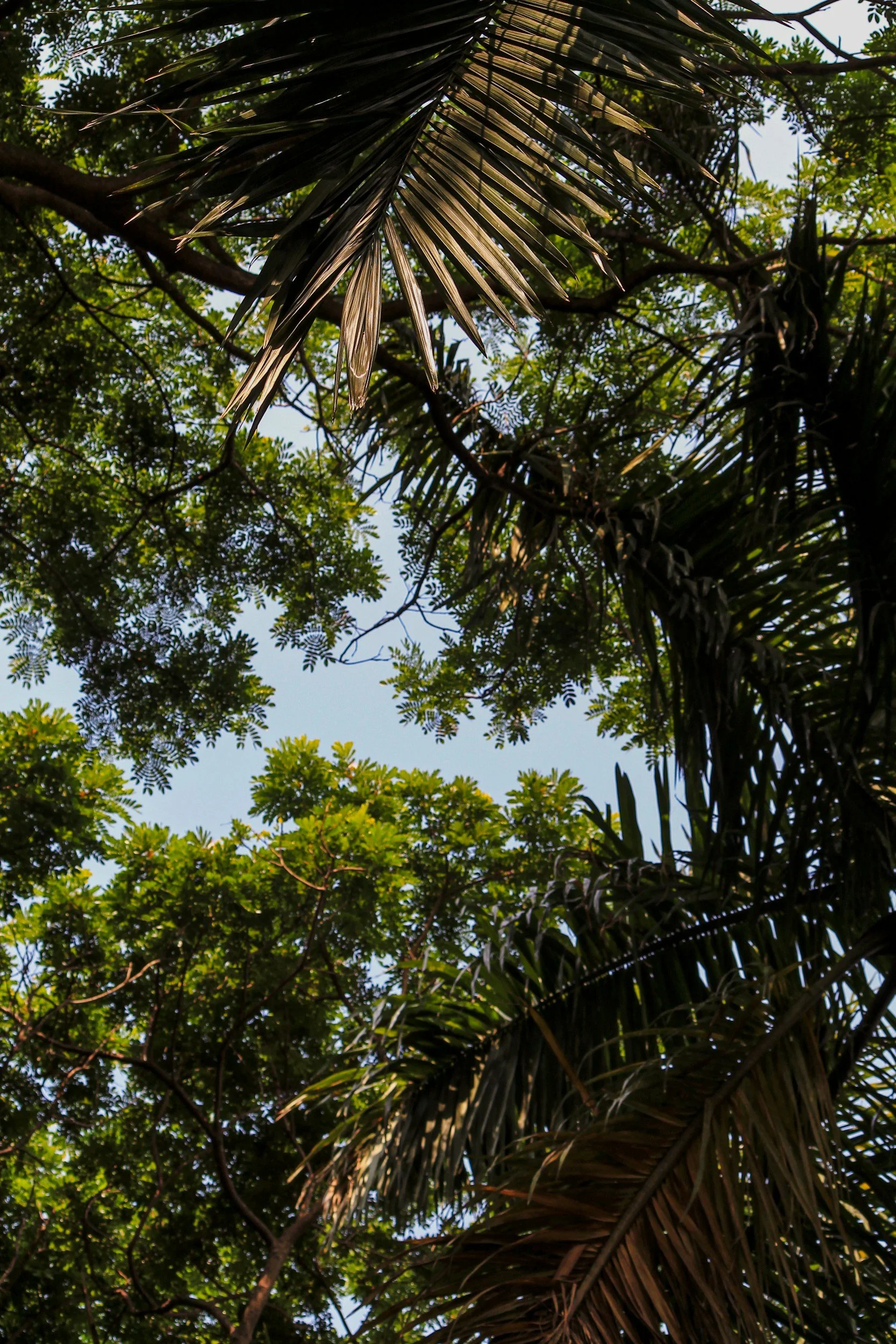 Integration After Ayahuasca or Iboga: Why It Is so Important