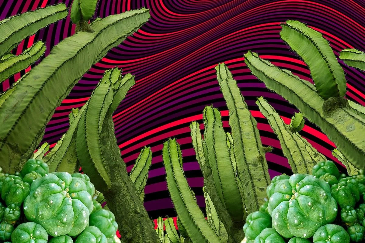 San Pedro: Ultimate Guide For Psychedelic Trip