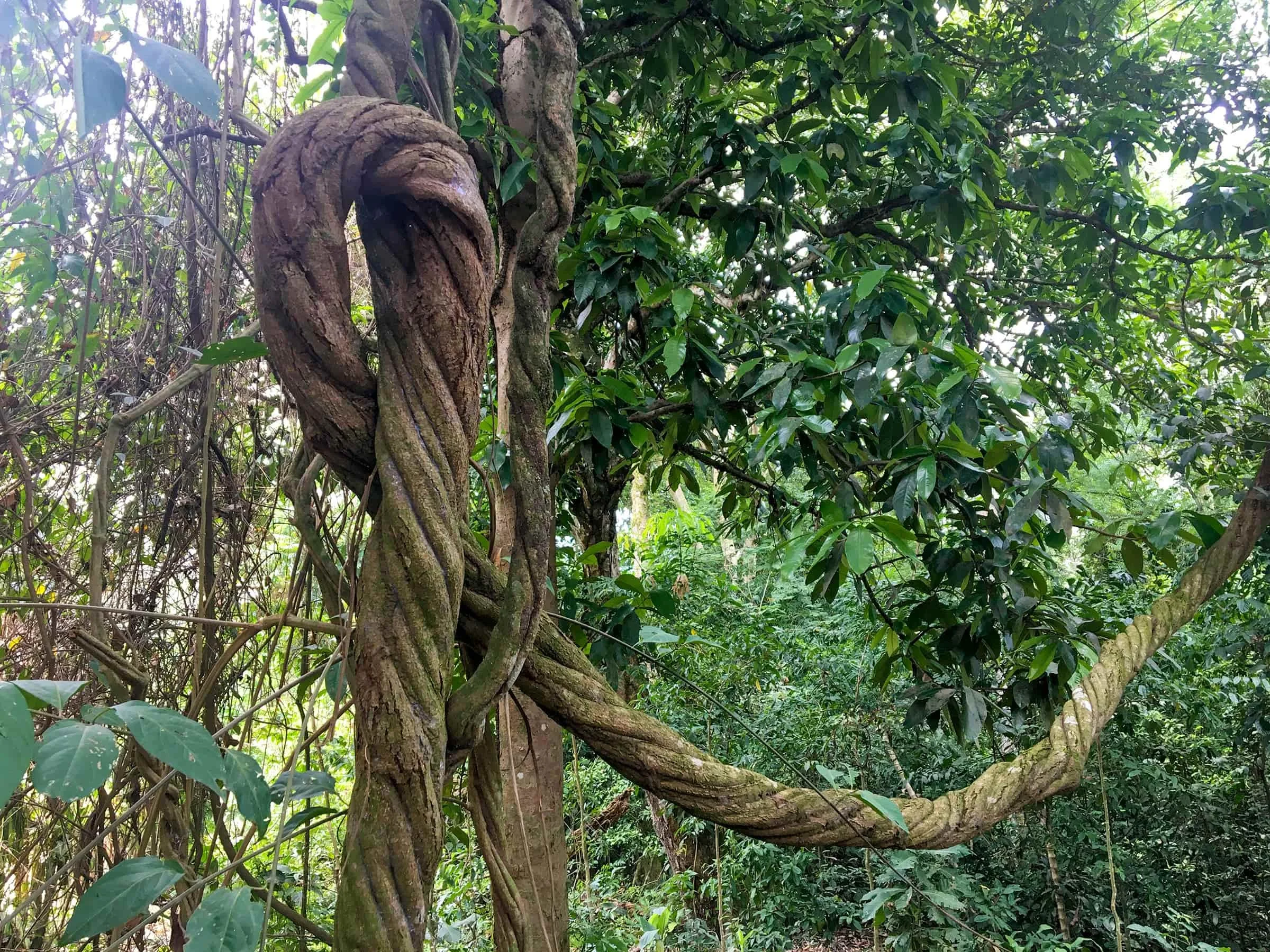 A large tree trunk with vines and climbing plants growing around it in a dense forest.