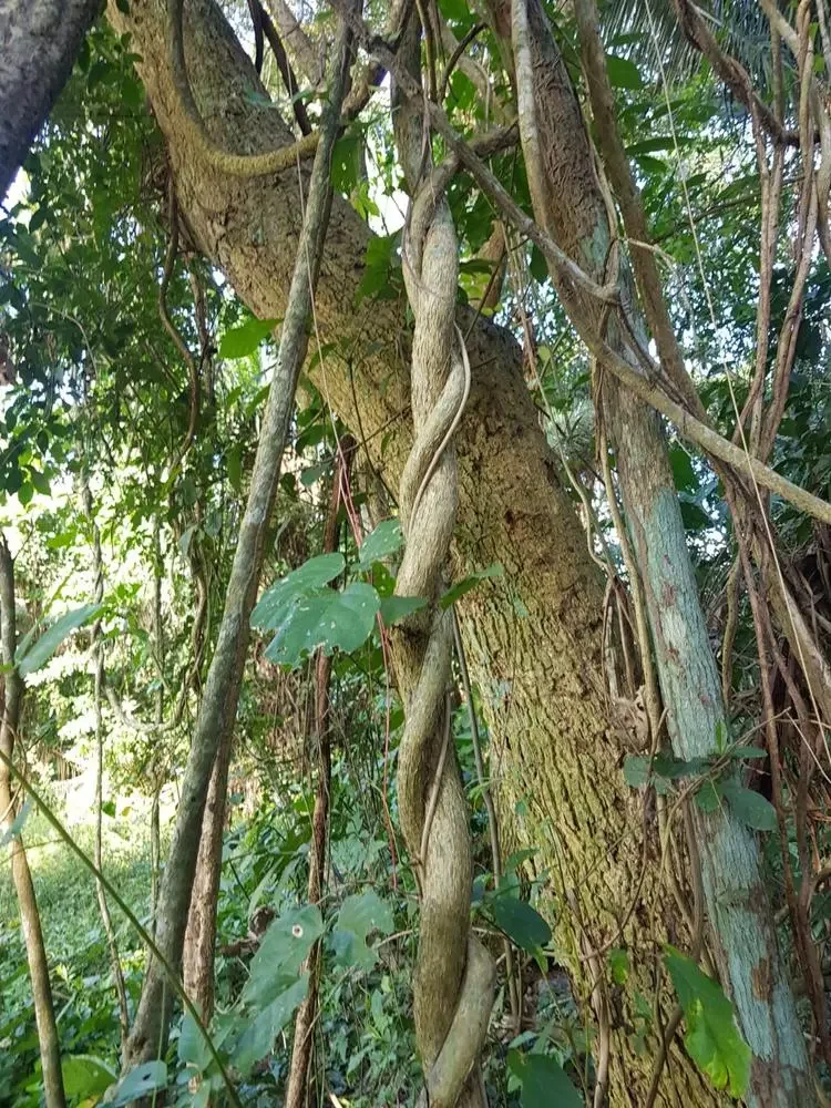 Can Ayahuasca Treat Eating Disorders?