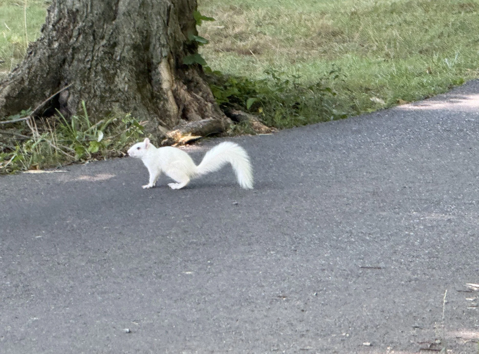 What are the odds? 1 in 100,000 apparently. The little guy was cool