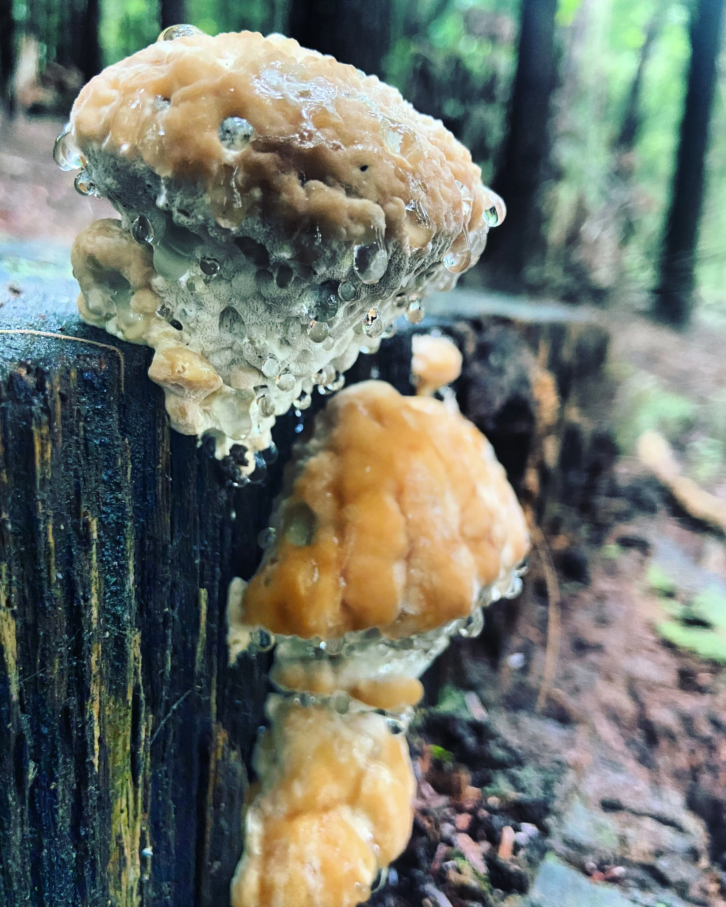 Awesome - rain hiking is best hiking. 