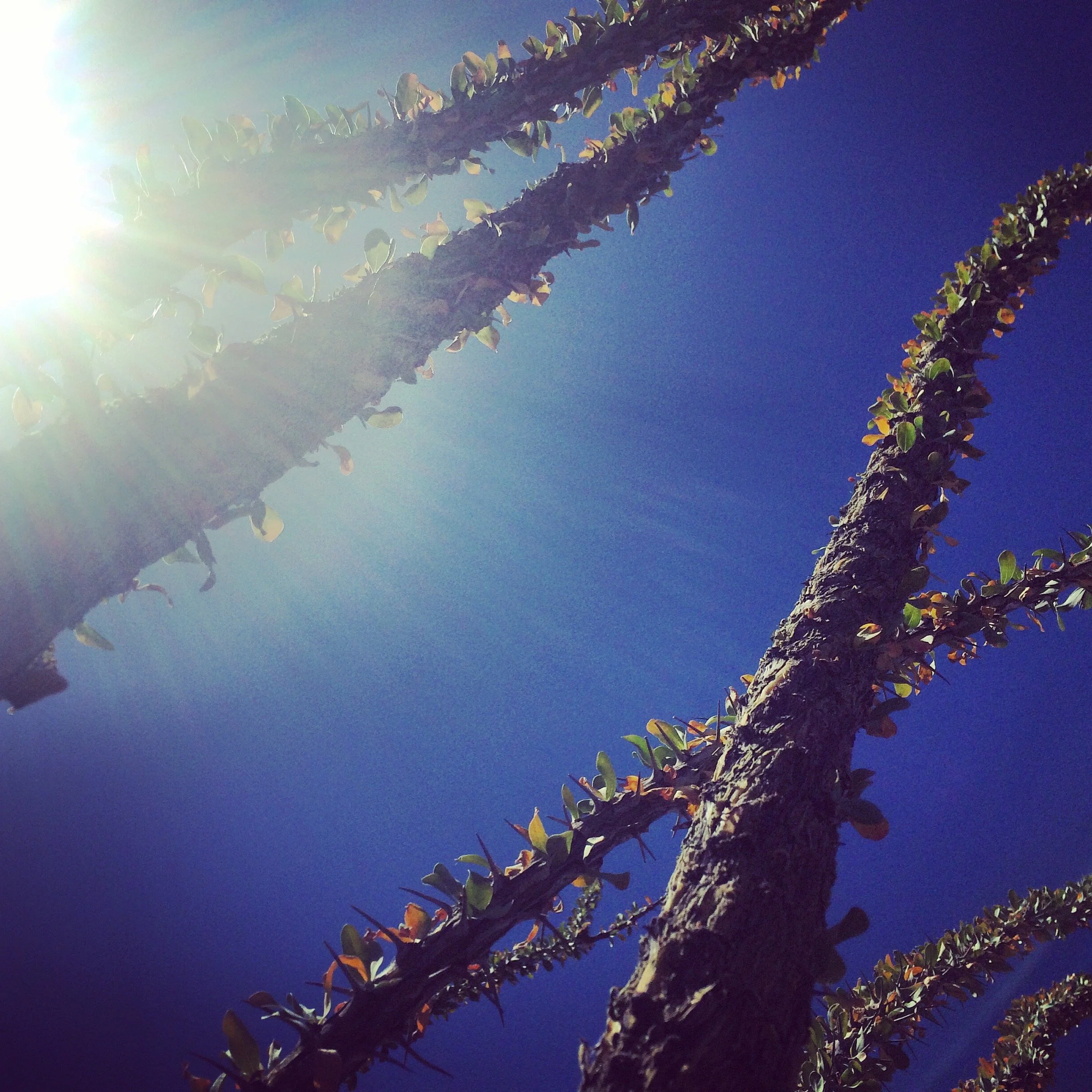 Underwater? - No, Phoenix Botanical Garden 