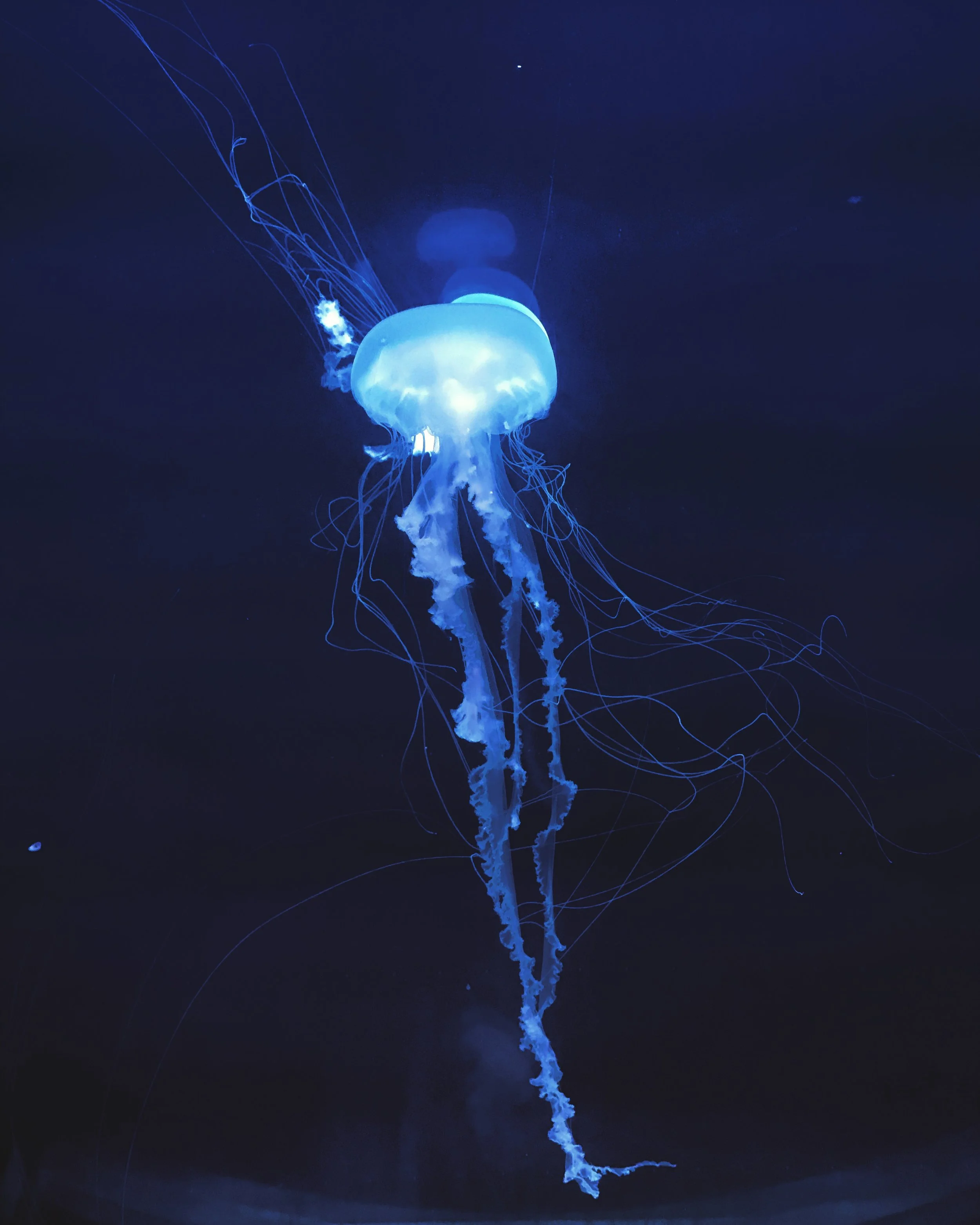 Jellyfish I saw 