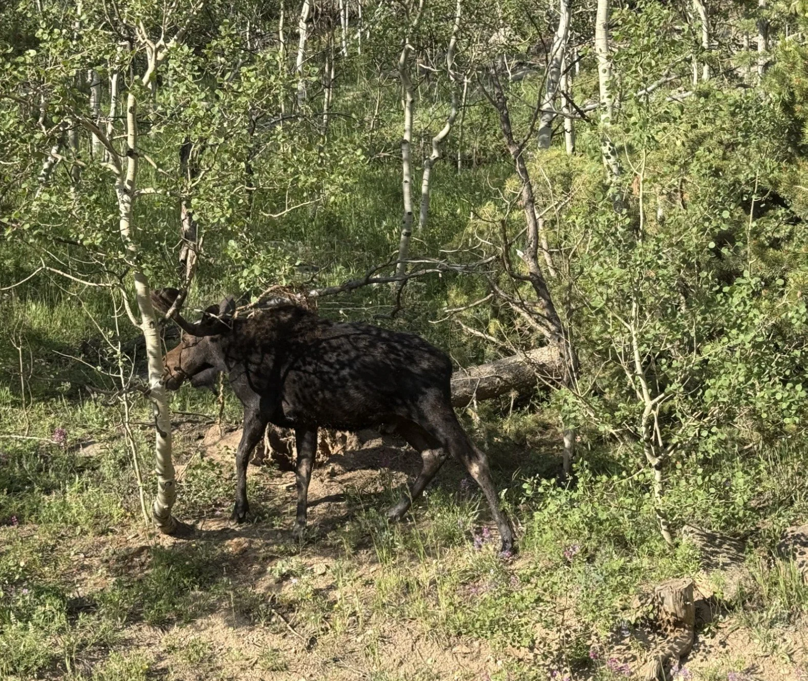 It's always great to see a moose 10 feet away