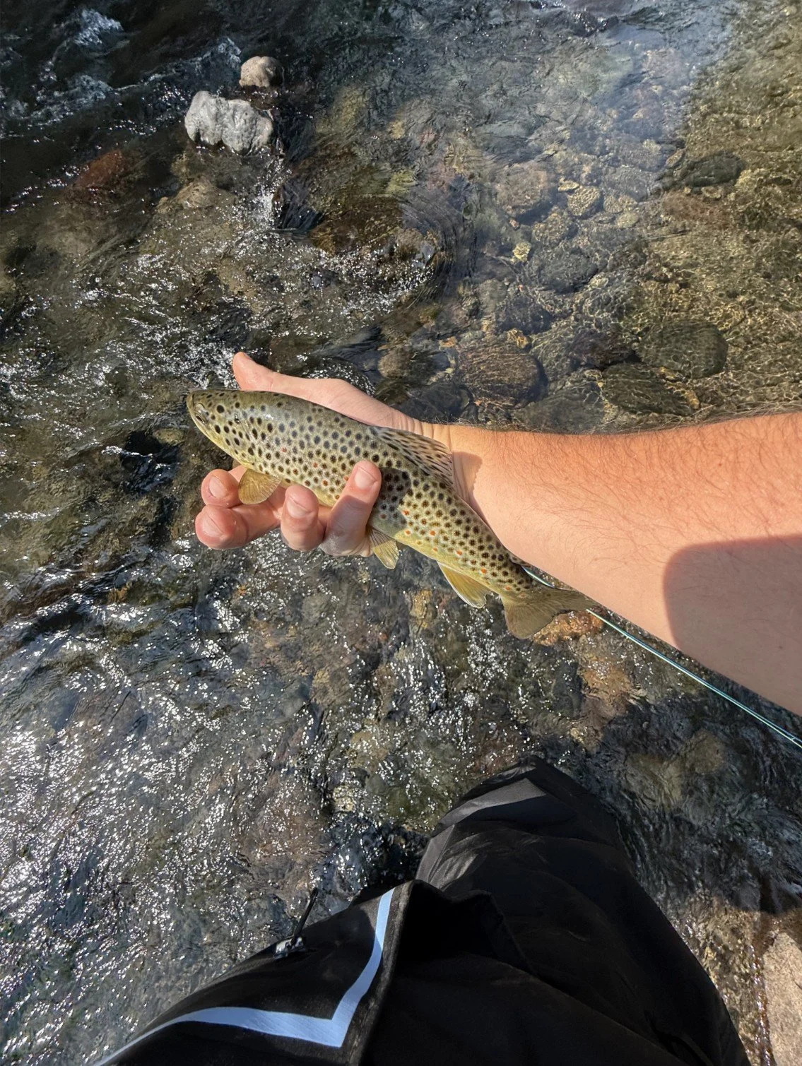 The winds were in out favor and the smoke and fire shifted away from town, giving us sunshine; a stoat dove in the river in front of me (it was like watching an otter) and then hung out with me for a while on the bank of the river (it was awesome). T