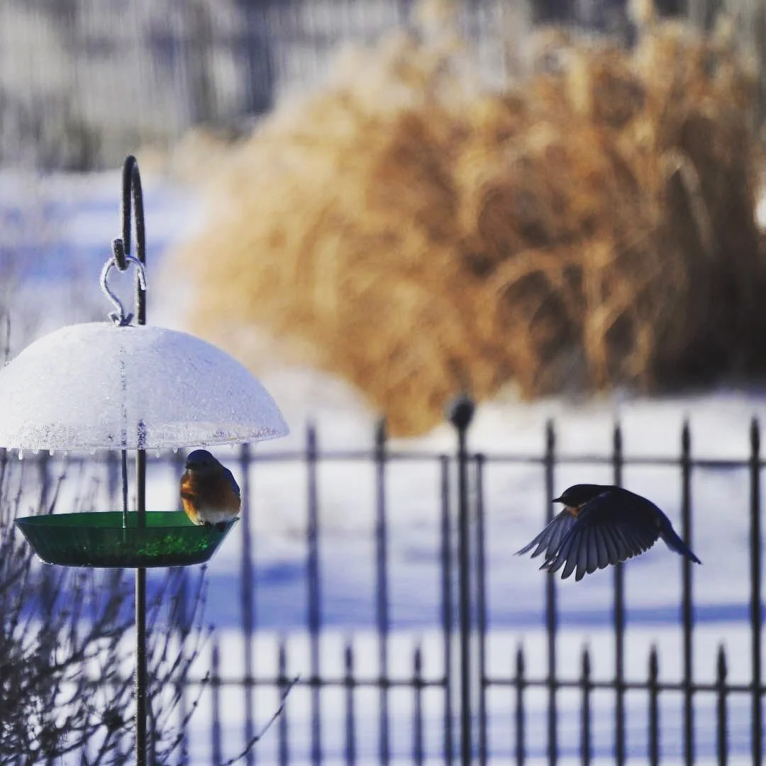 Bird(s)