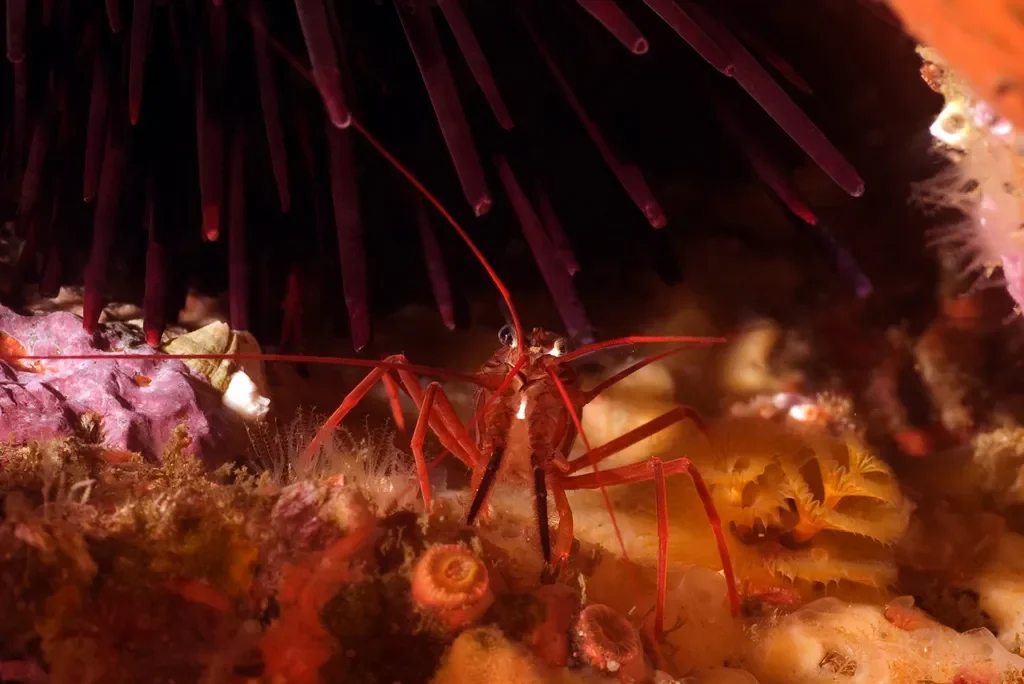 Photo by Douglas Klug