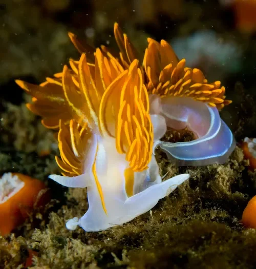 Photo by Douglas Klug