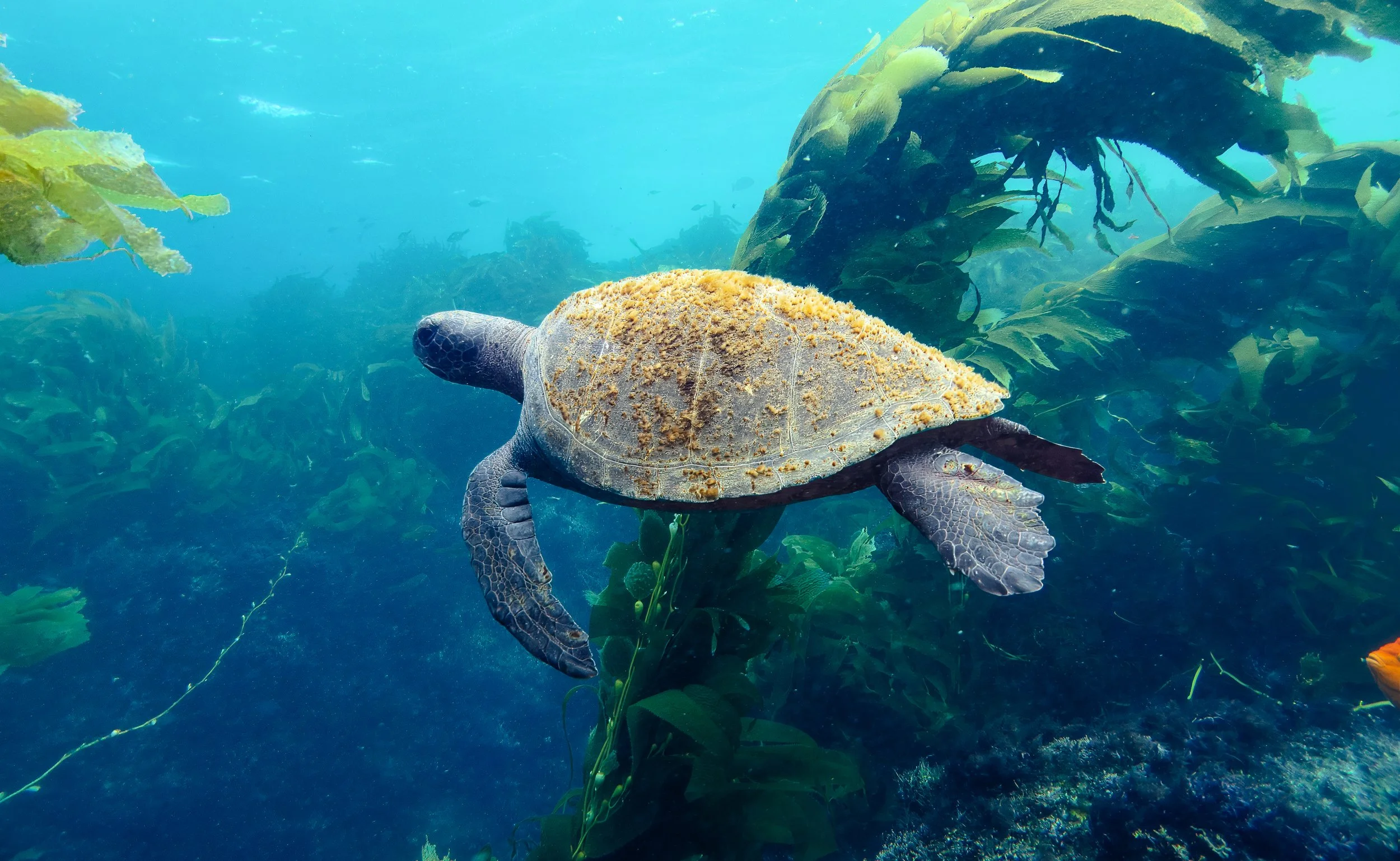 Photo by Henry Cooper