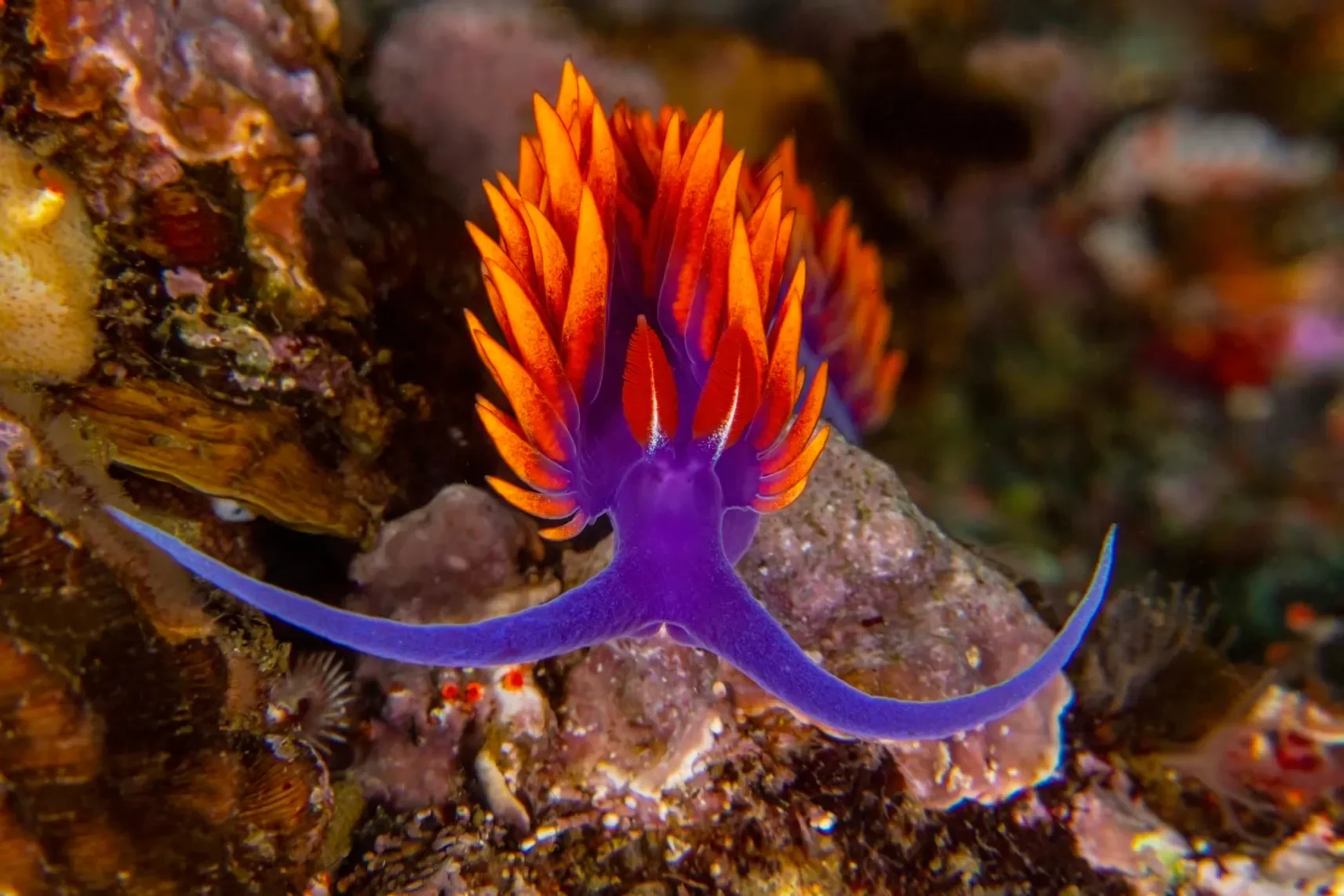 Photo by Douglas Klug