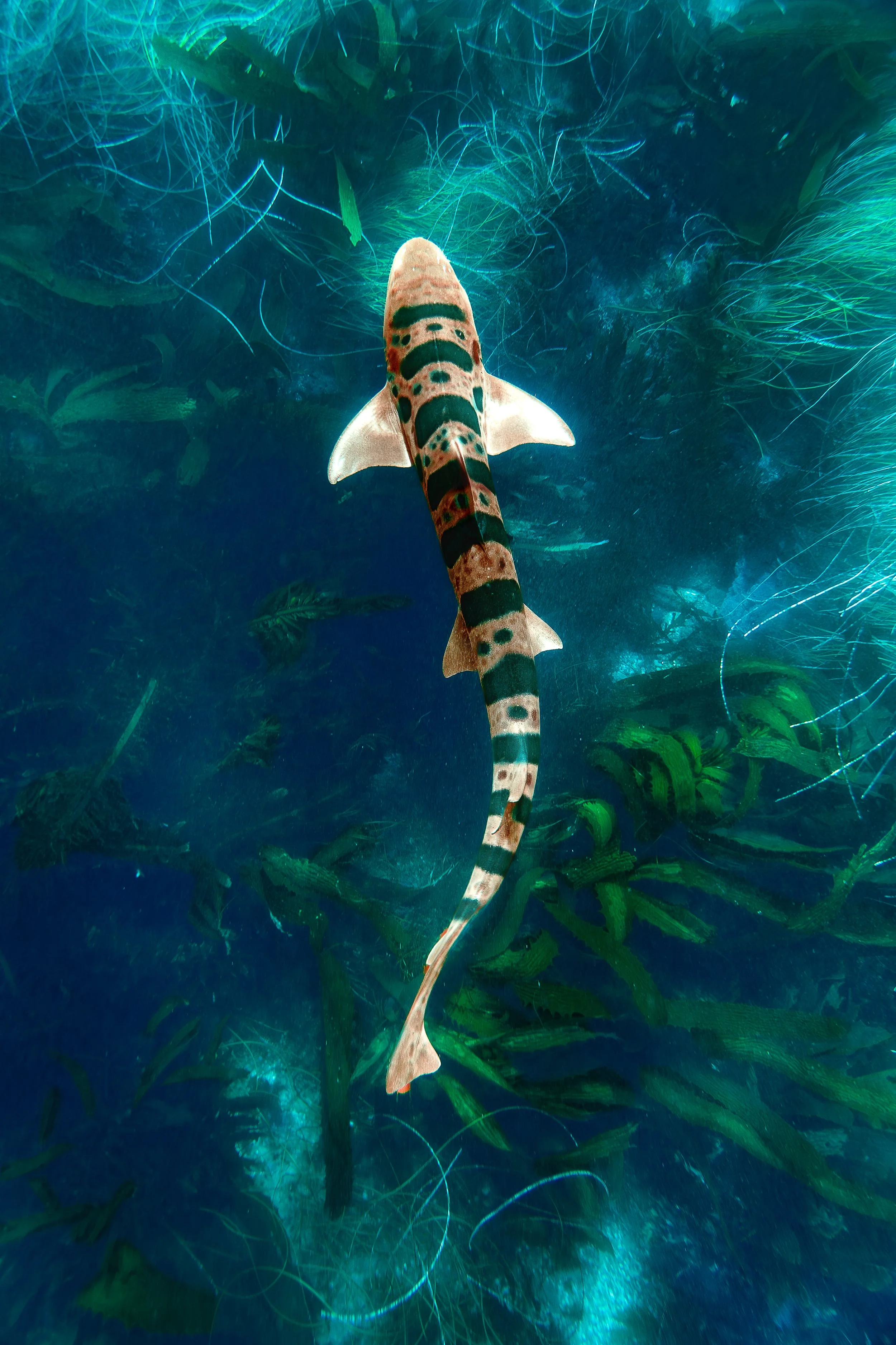 Photo by Henry Cooper