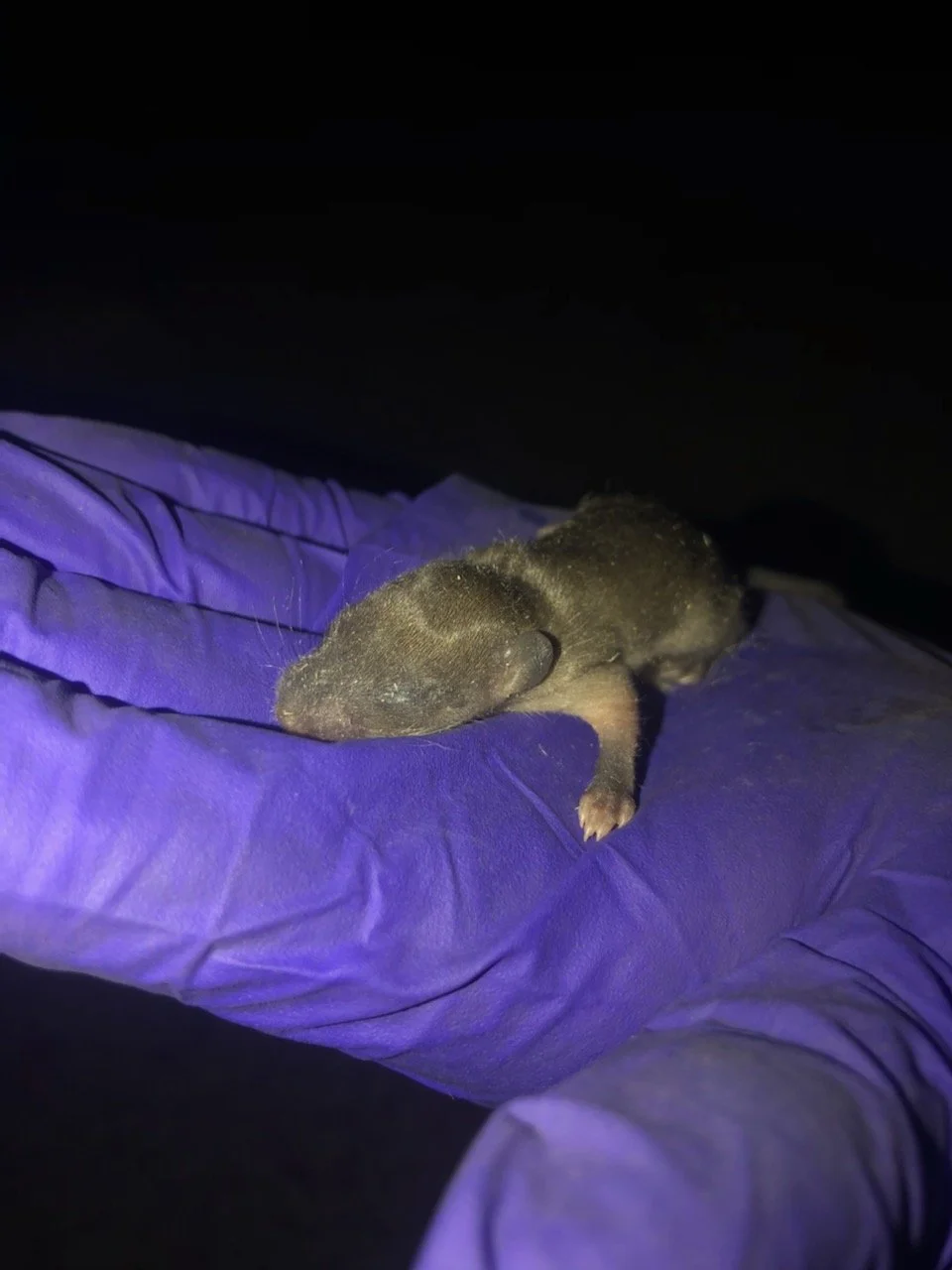 A tiny newborn rat puppy, lying on a purple gloved hand in a dark setting.
