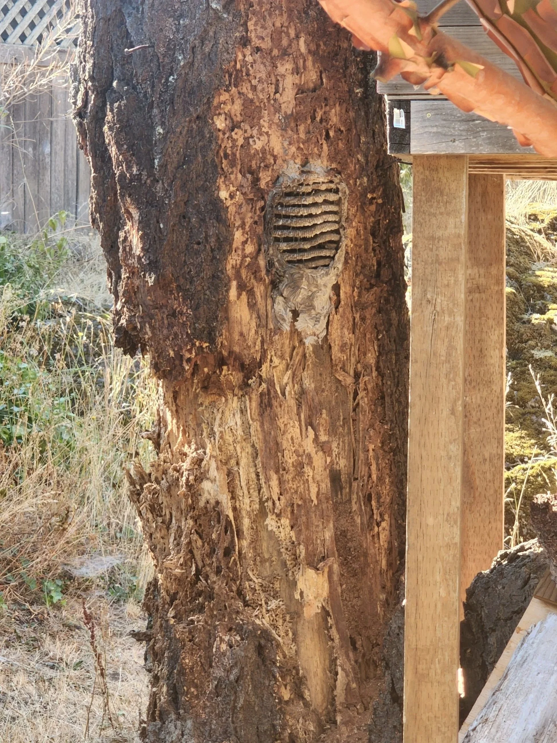 Close-up of a tree trunk with a wasp nest in it.