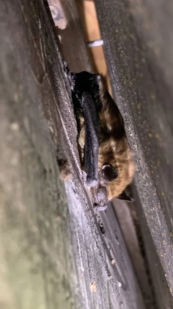 A bat clinging to a wooden surface between two planks.