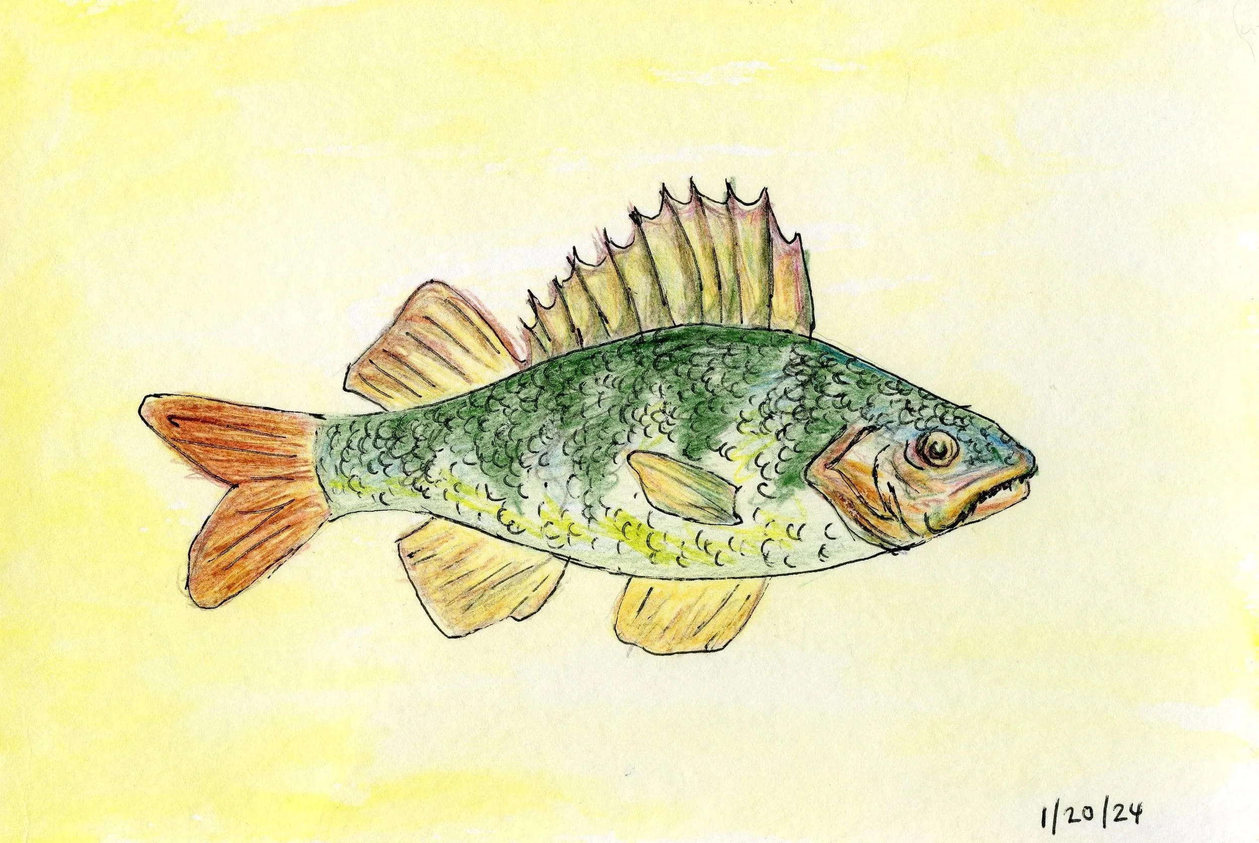 Bass006.jpg