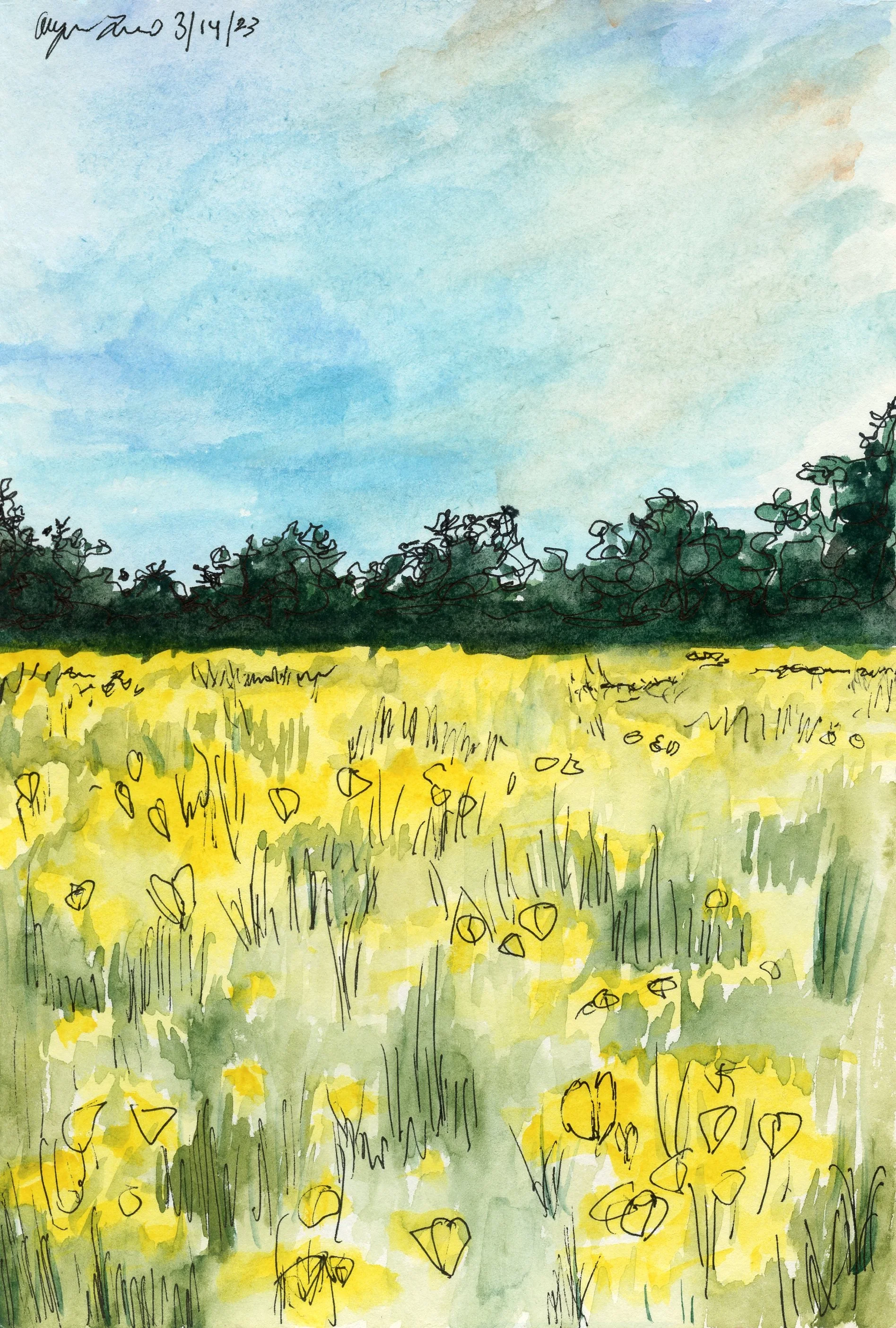 yellow field001.jpg