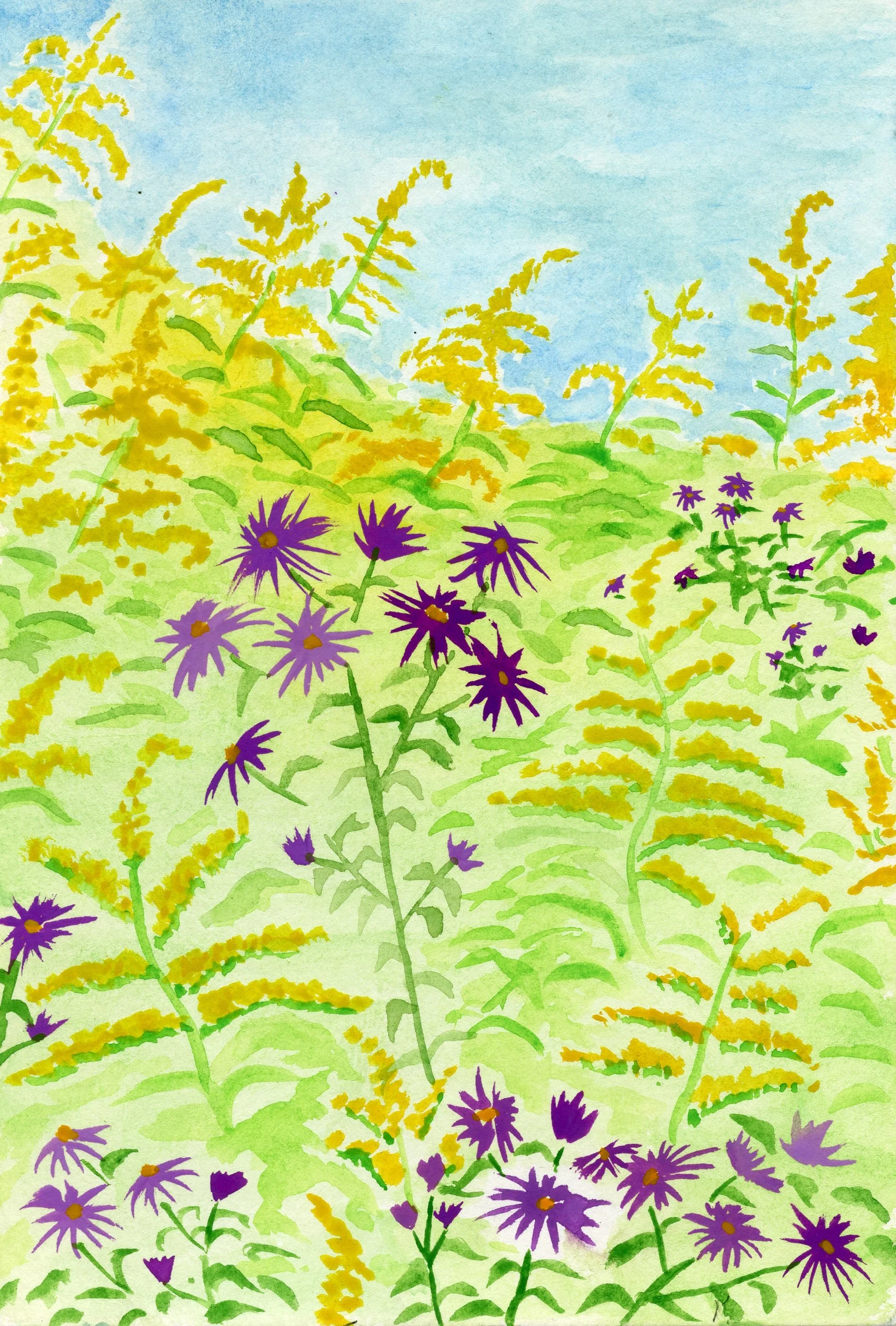 asters and goldenrod001.jpg
