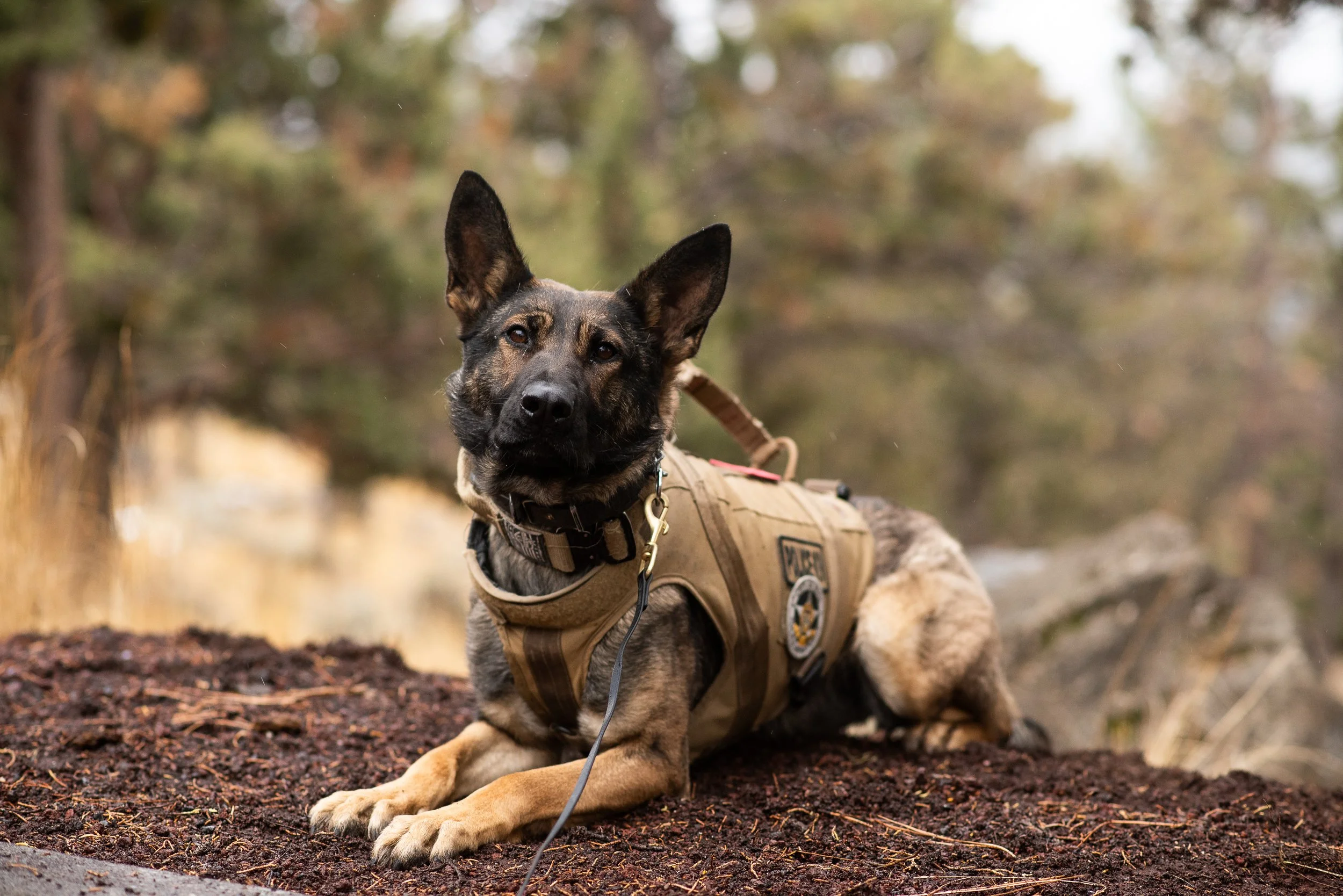 A tactical working dog, wearing a harness with a badge, lying on the ground in a forested area.