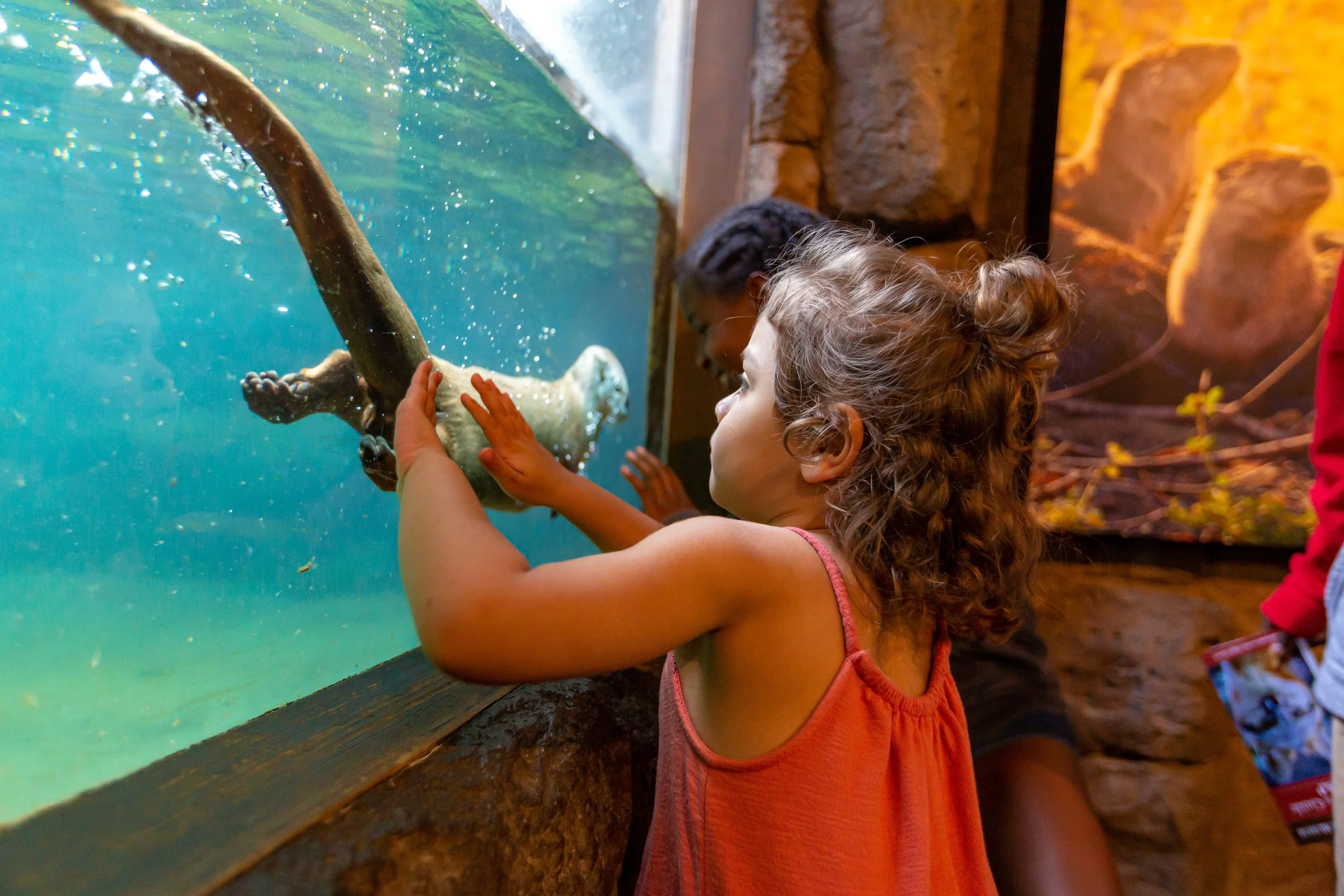 A young girl with curly hair and a red tank top touches the glass of a High Desert Museum aquarium tank while a river otter swims by.