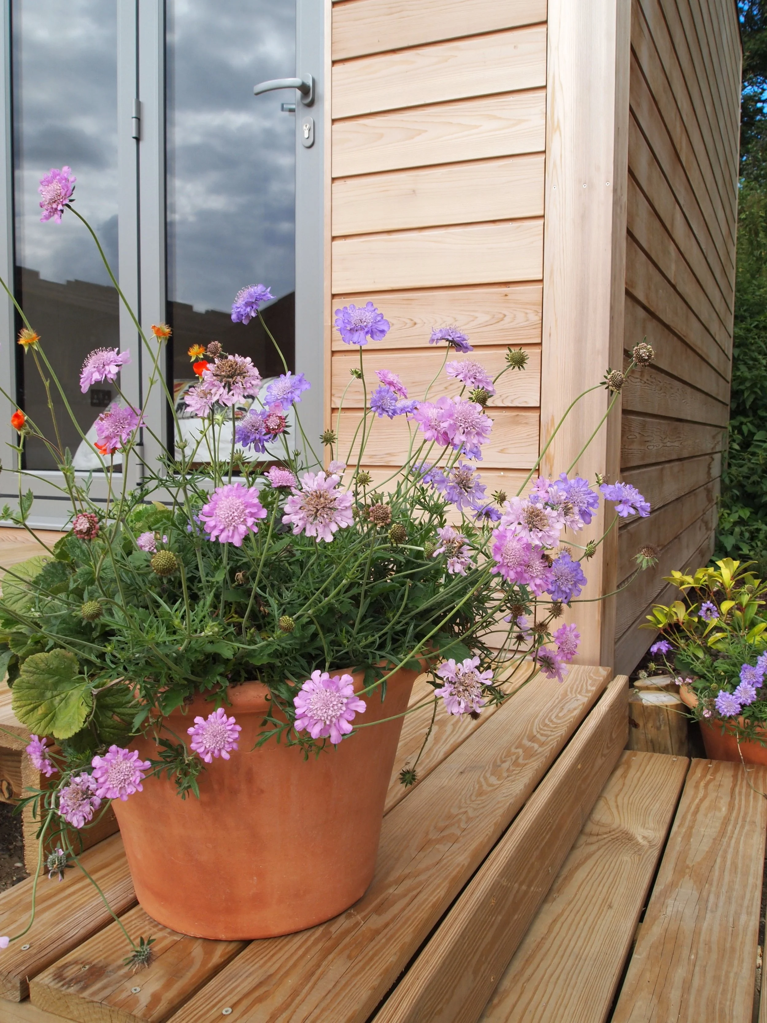 Flowers on your doorstep.JPG