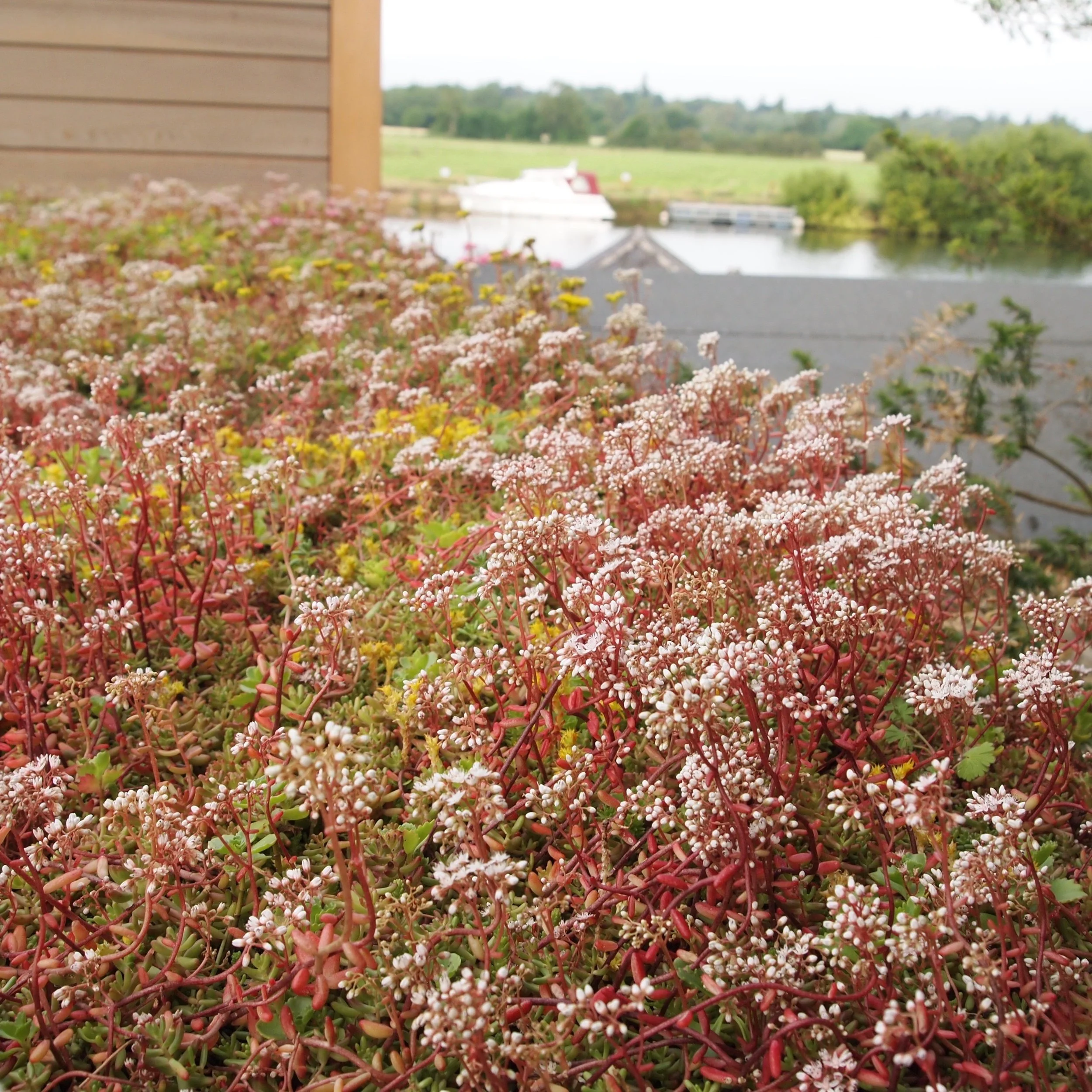 Thames Sedum Roof.jpg