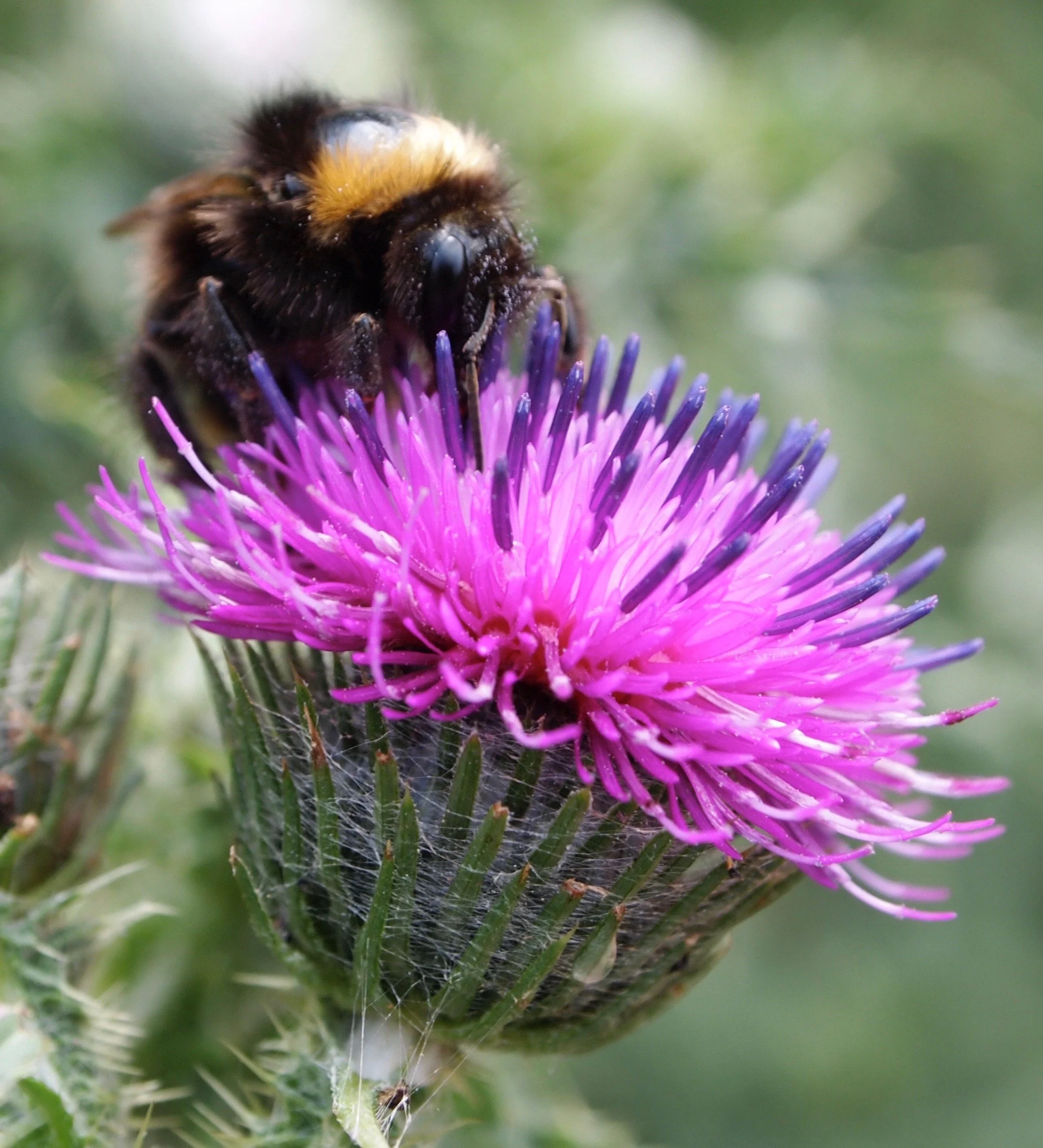 Bumble Bee.jpg