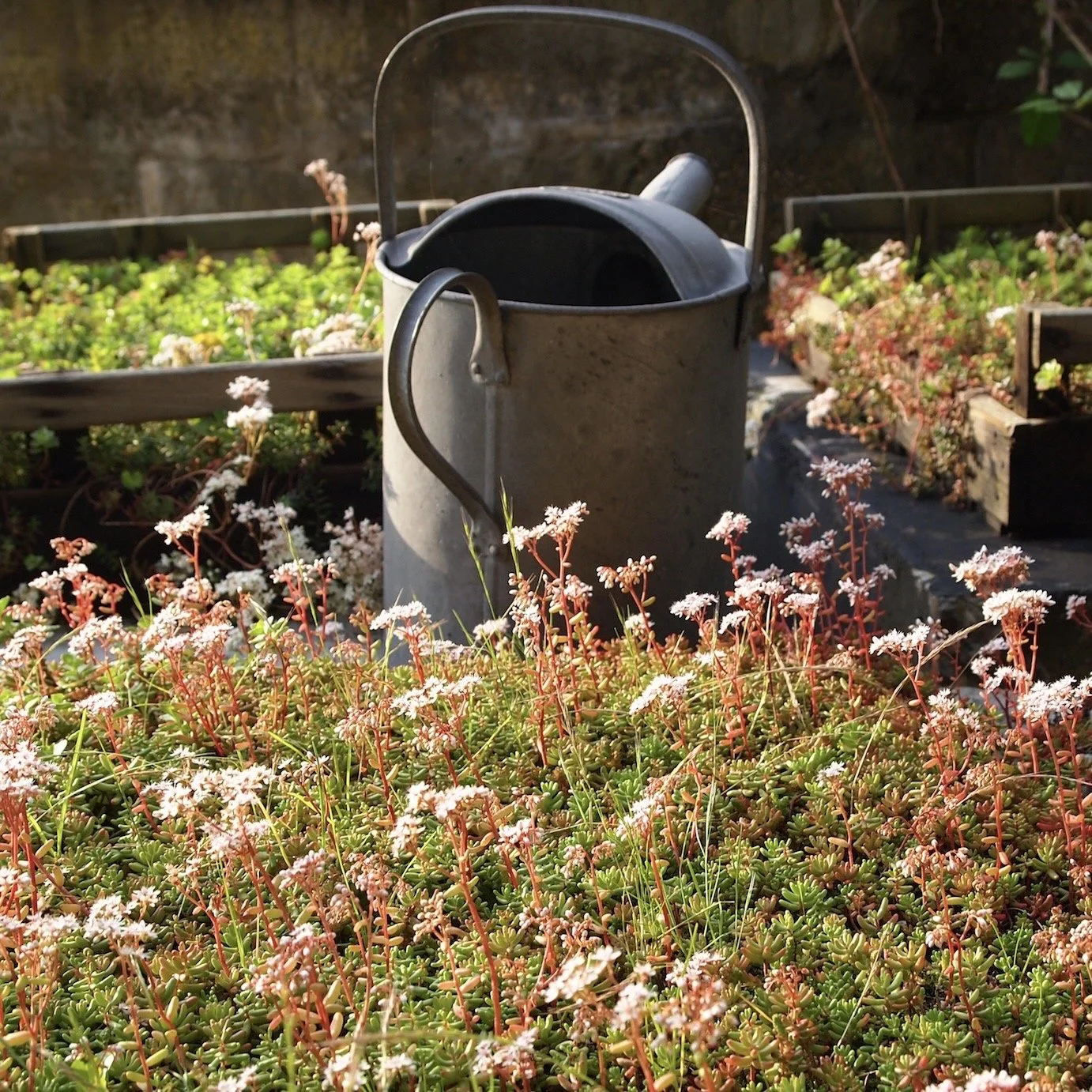 Cabin Green Roof.jpg