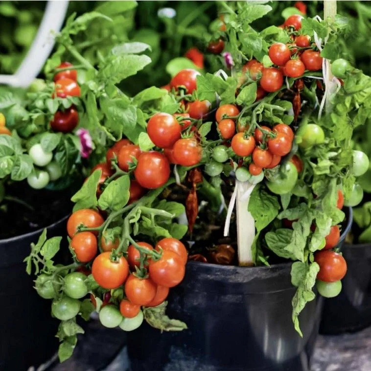 Container Tomatoes.jpeg