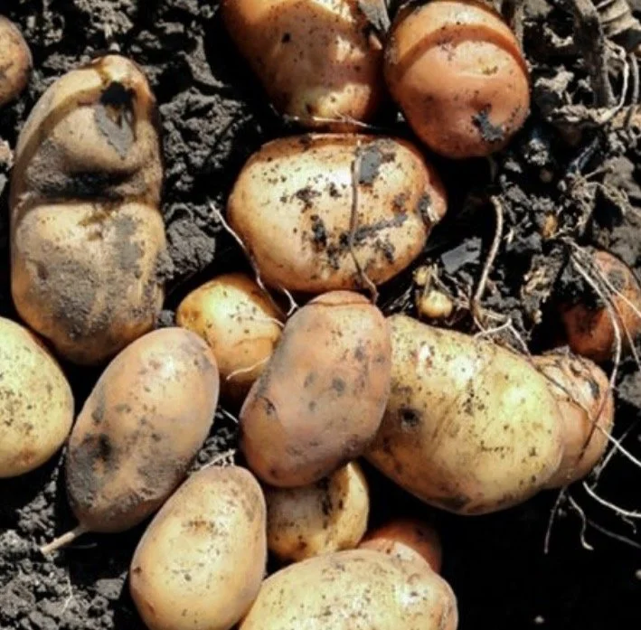 Even Potatos.jpeg