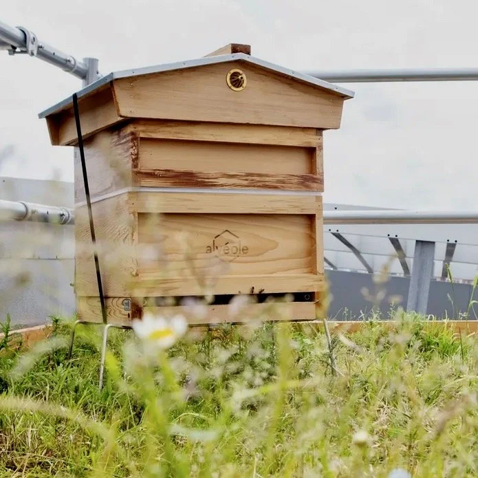 Roof top Bee Hive.jpeg