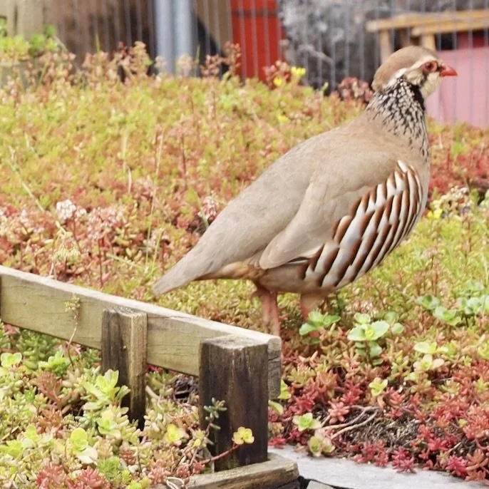 Partridge.jpg