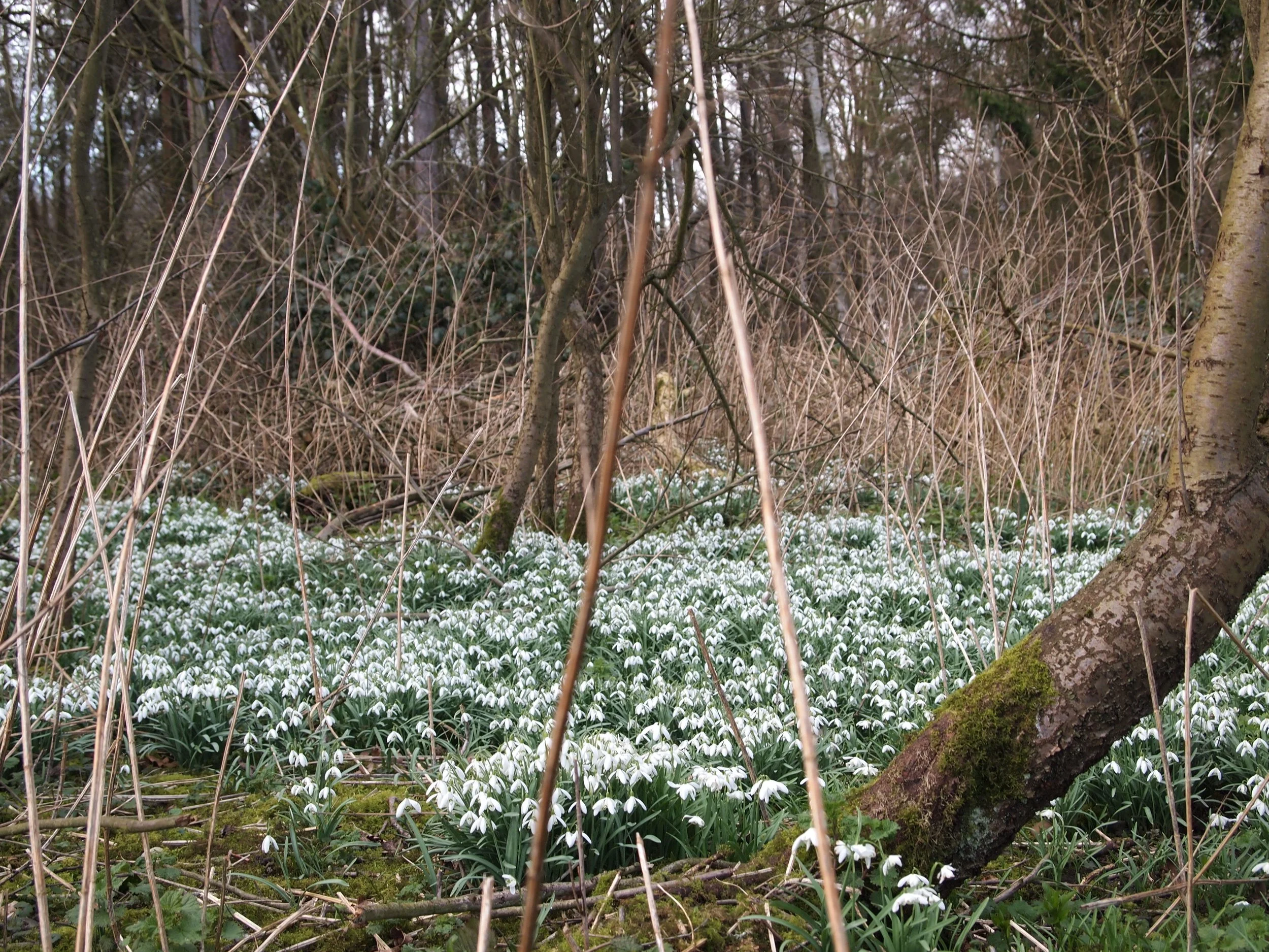 Ash Barns Wild Snowdrops.JPG