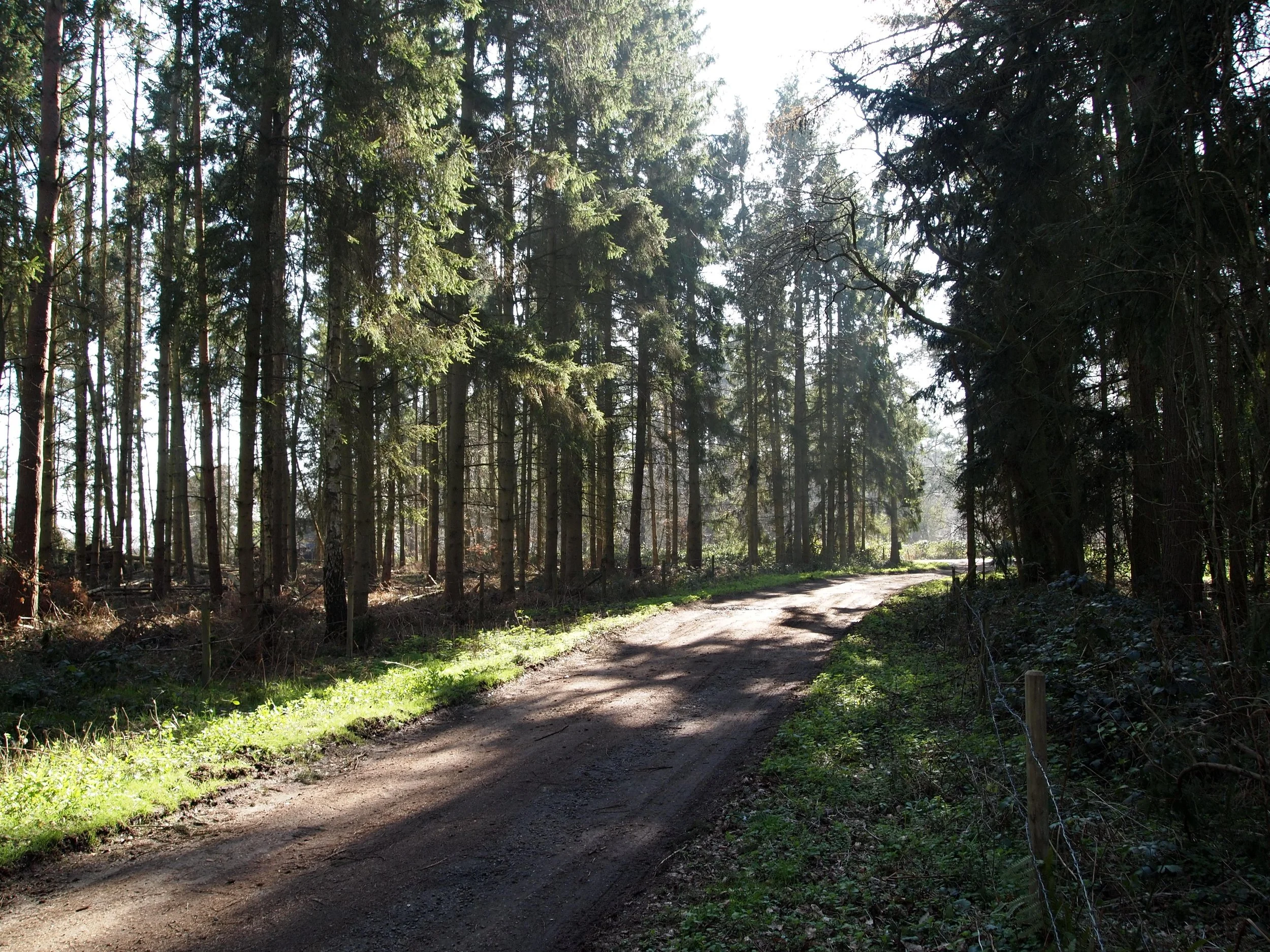 Ash Barns Woodland.JPG