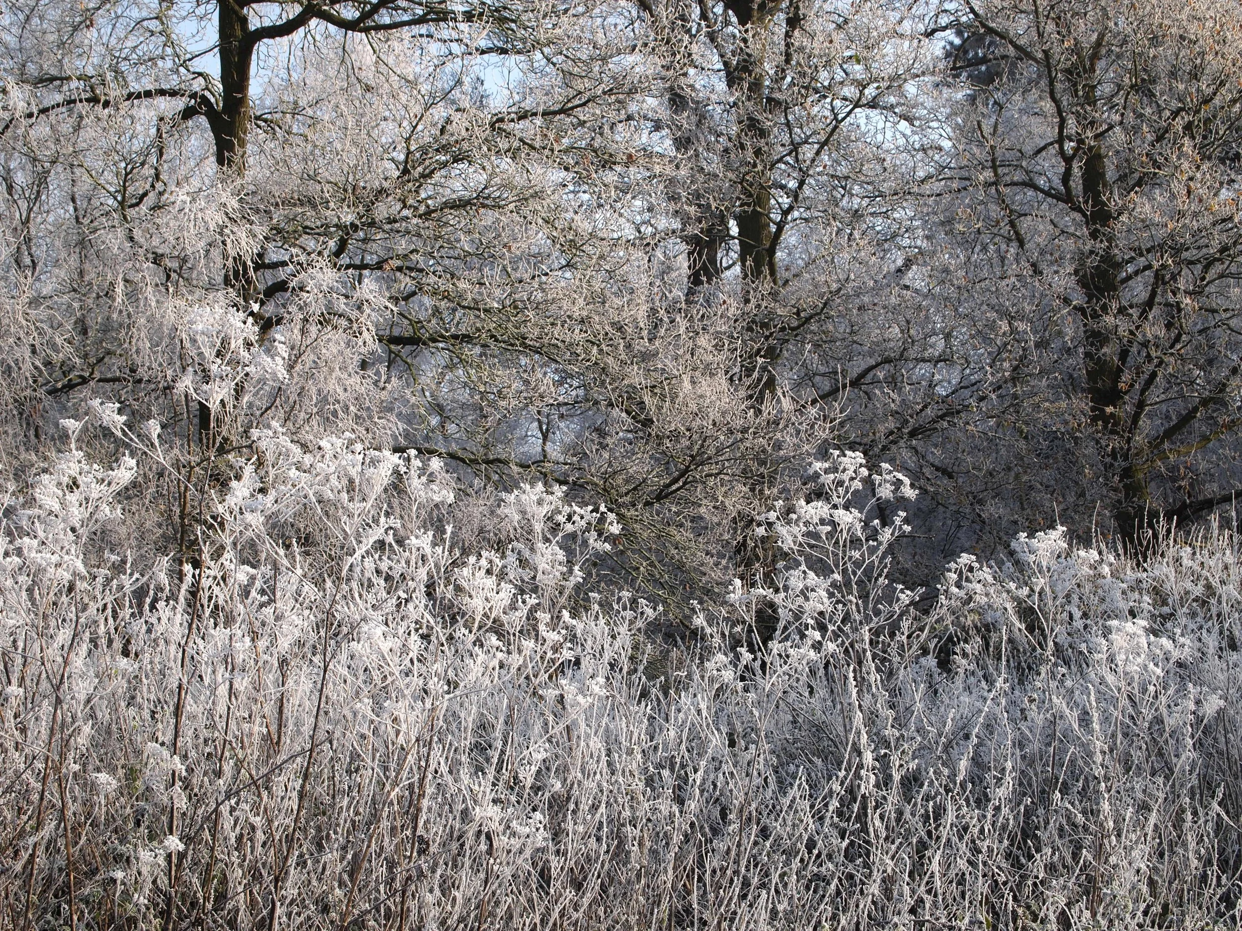 Winter Woodland 2.JPG