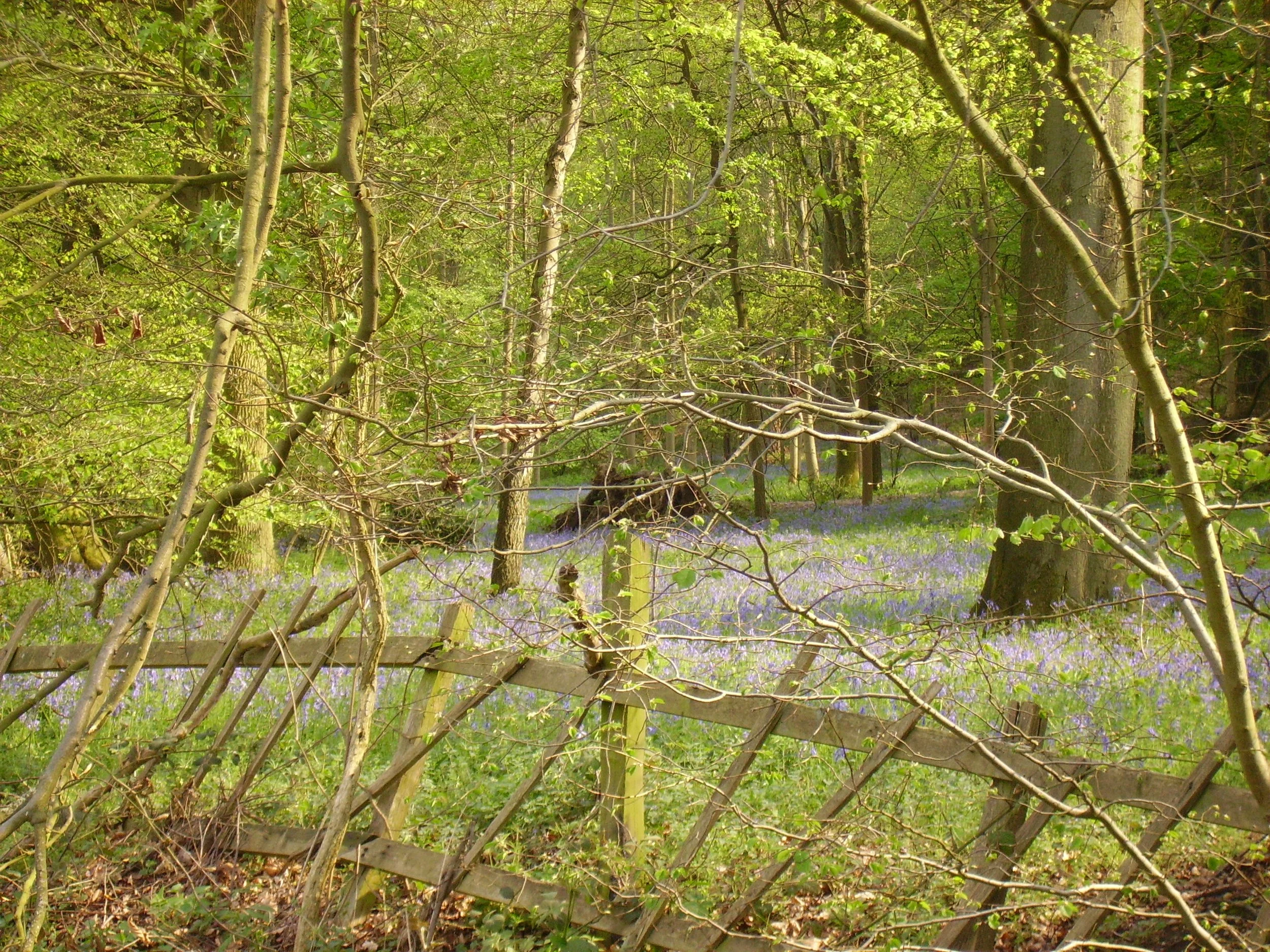 Bluebells.JPG