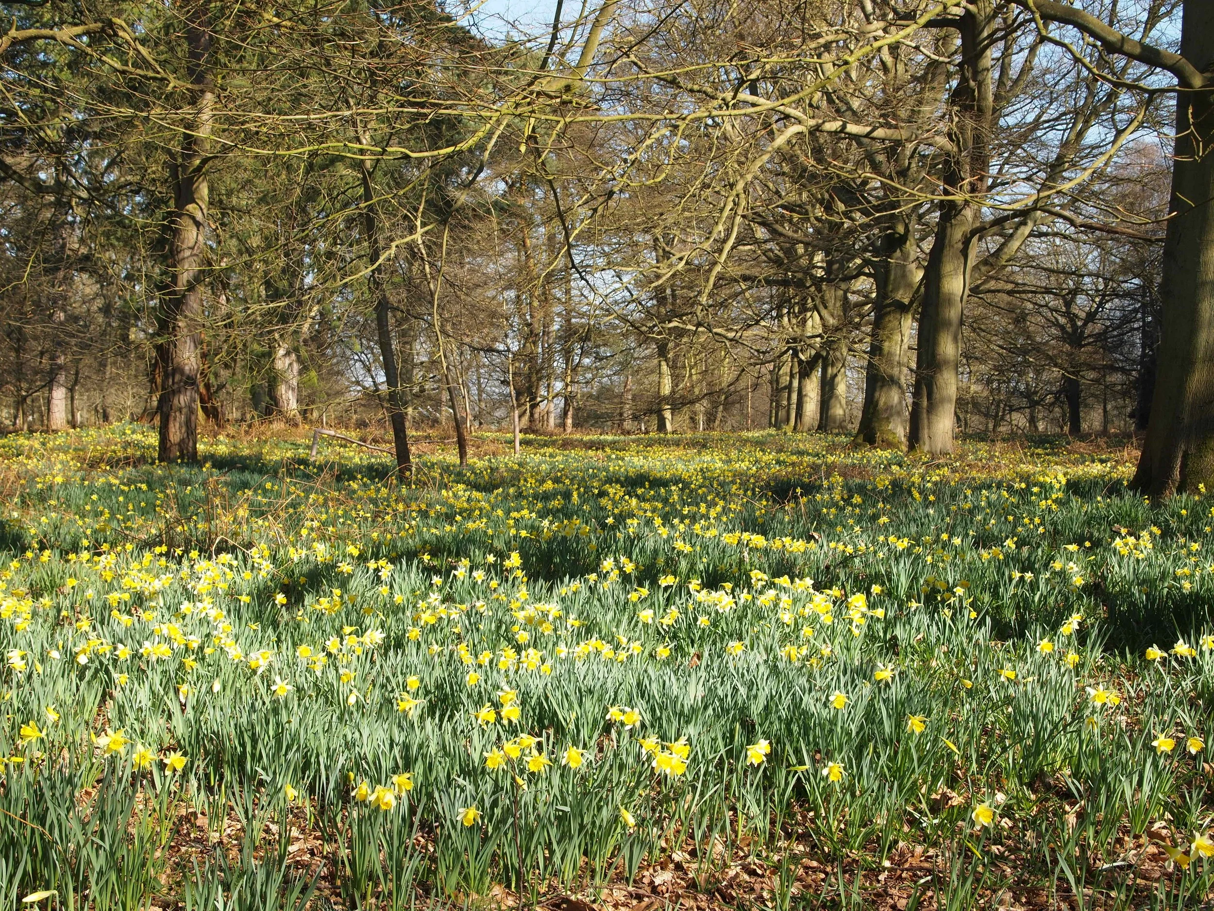 Wild Daffodils.JPG