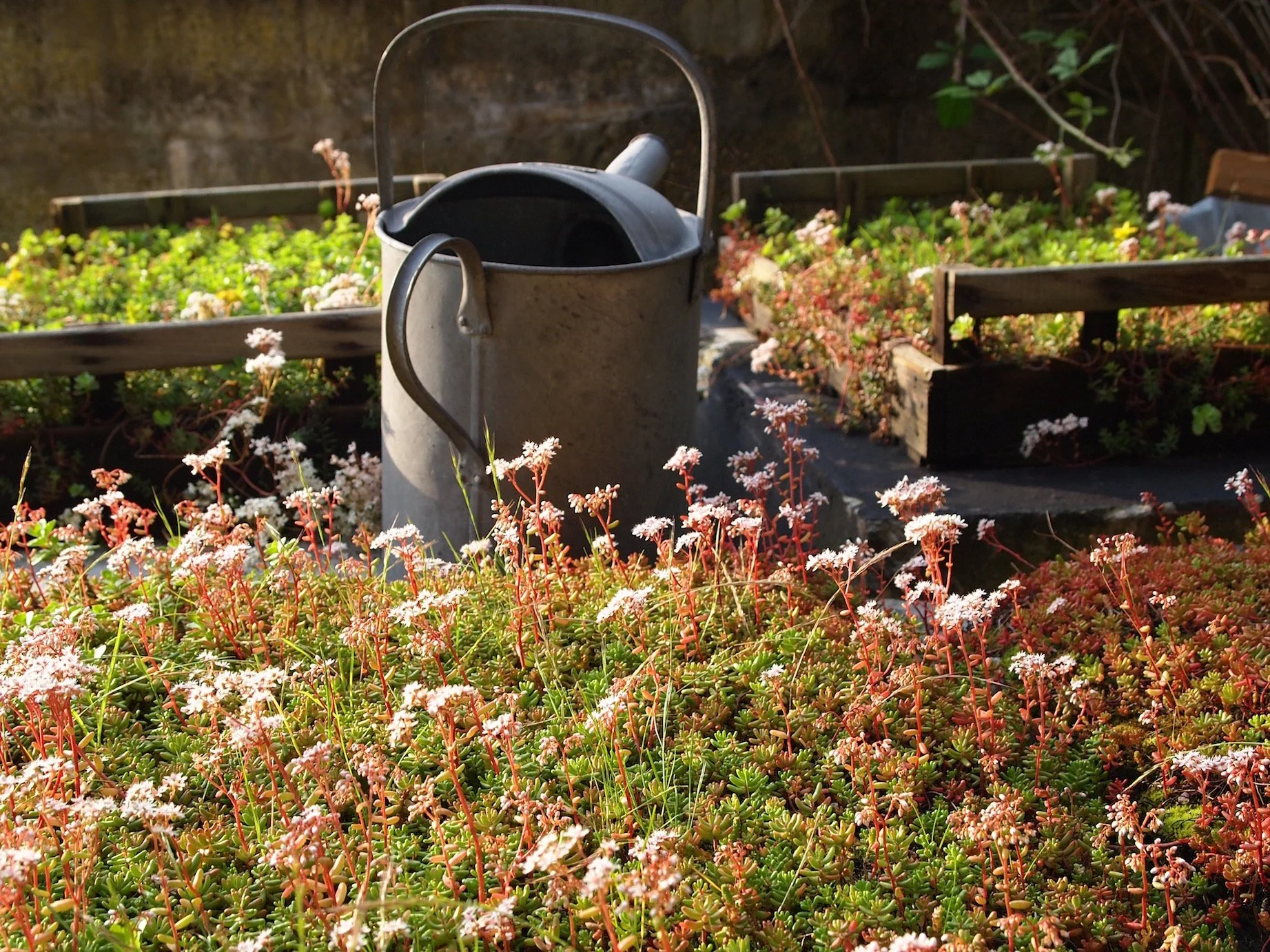 Cabin Green Roof.jpg