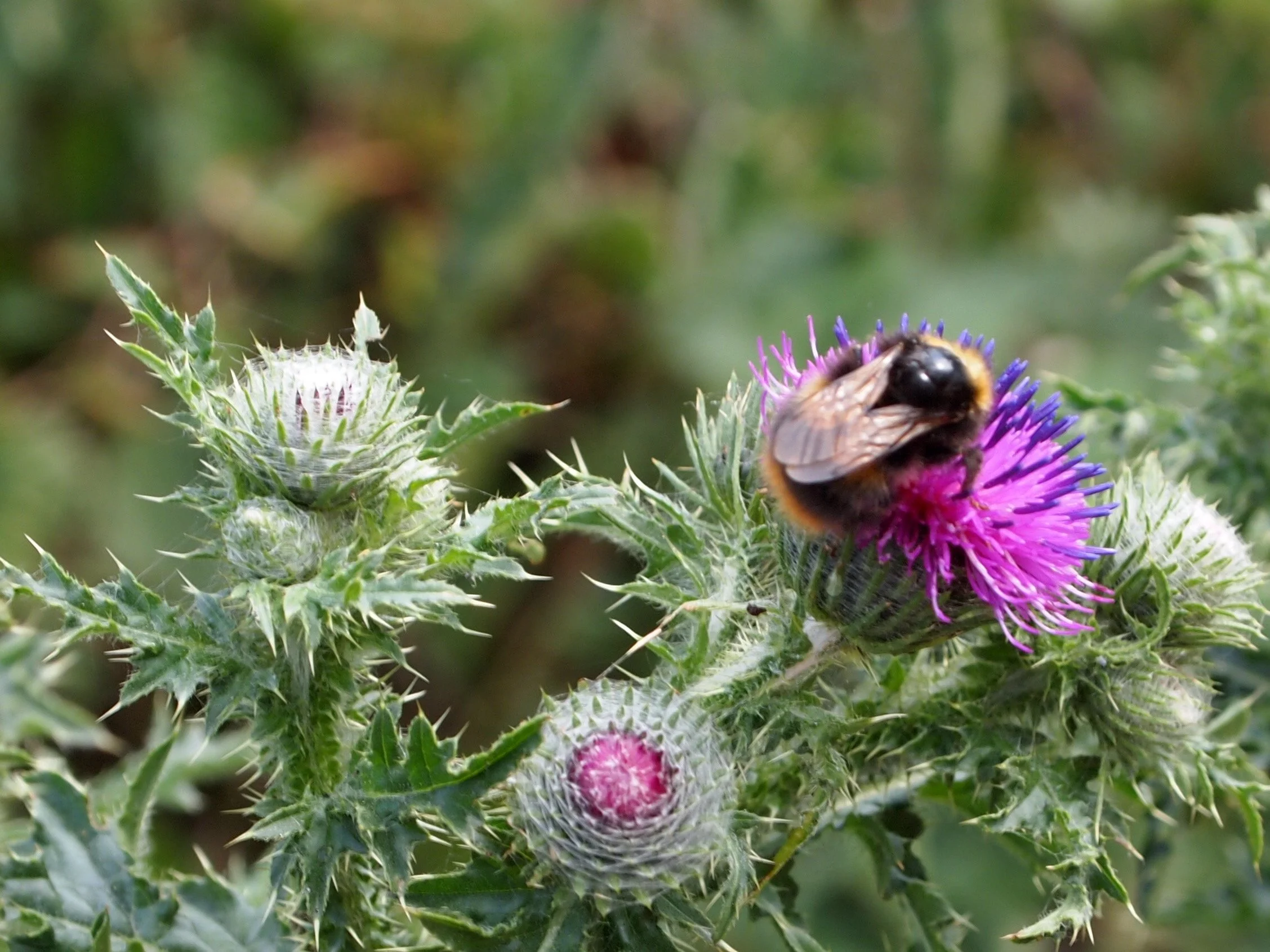 Another Neighbour.JPG