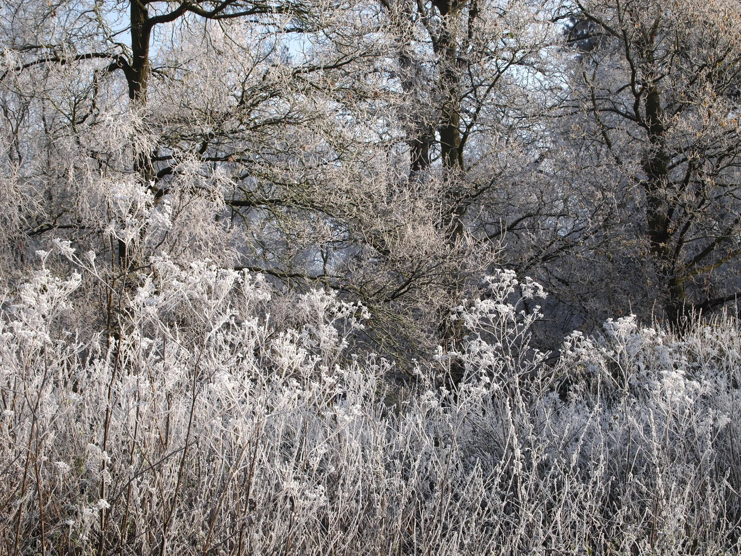Woodland Frosty Morning.JPG