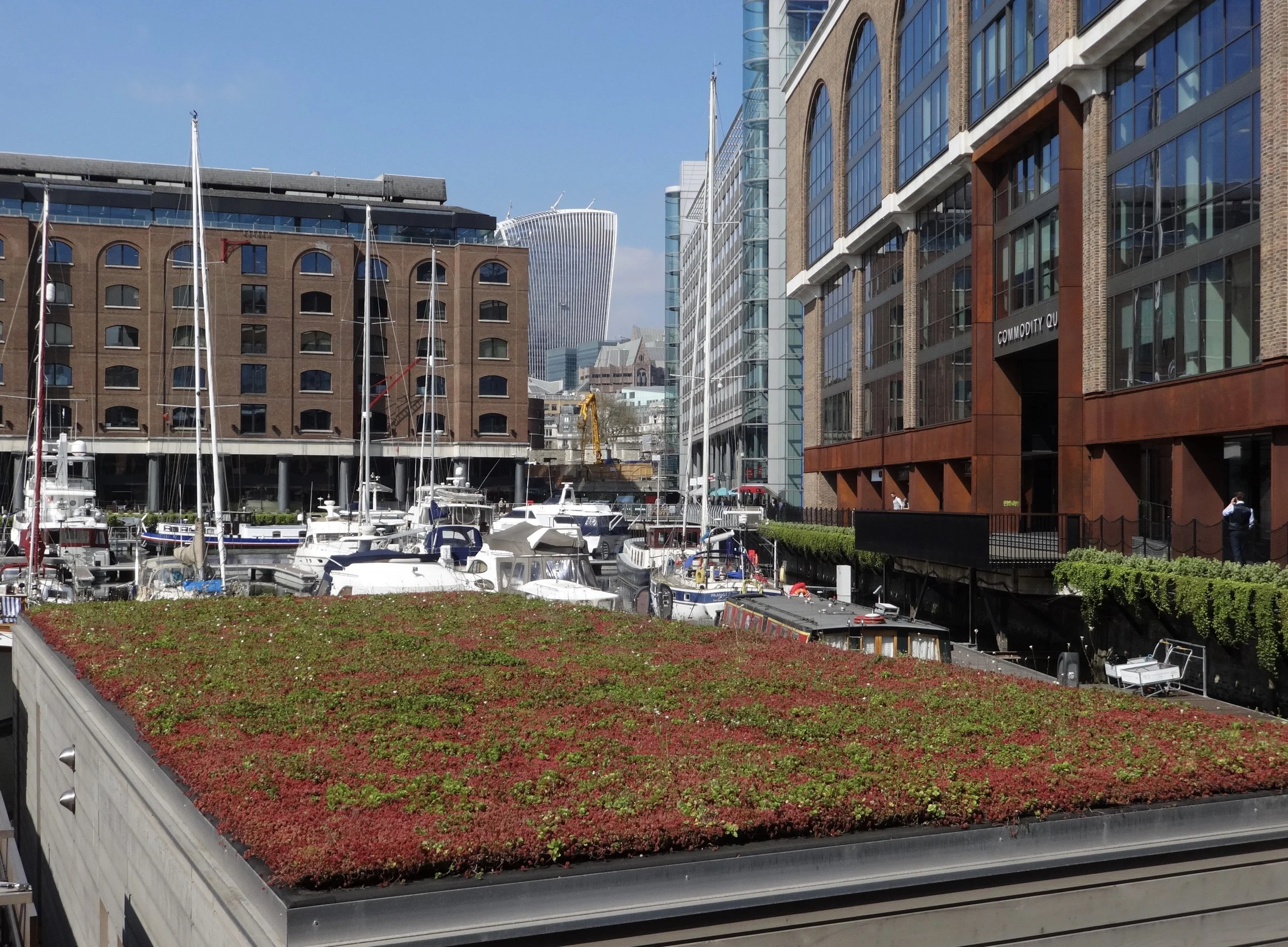St Katharine Docks Sedum.jpg