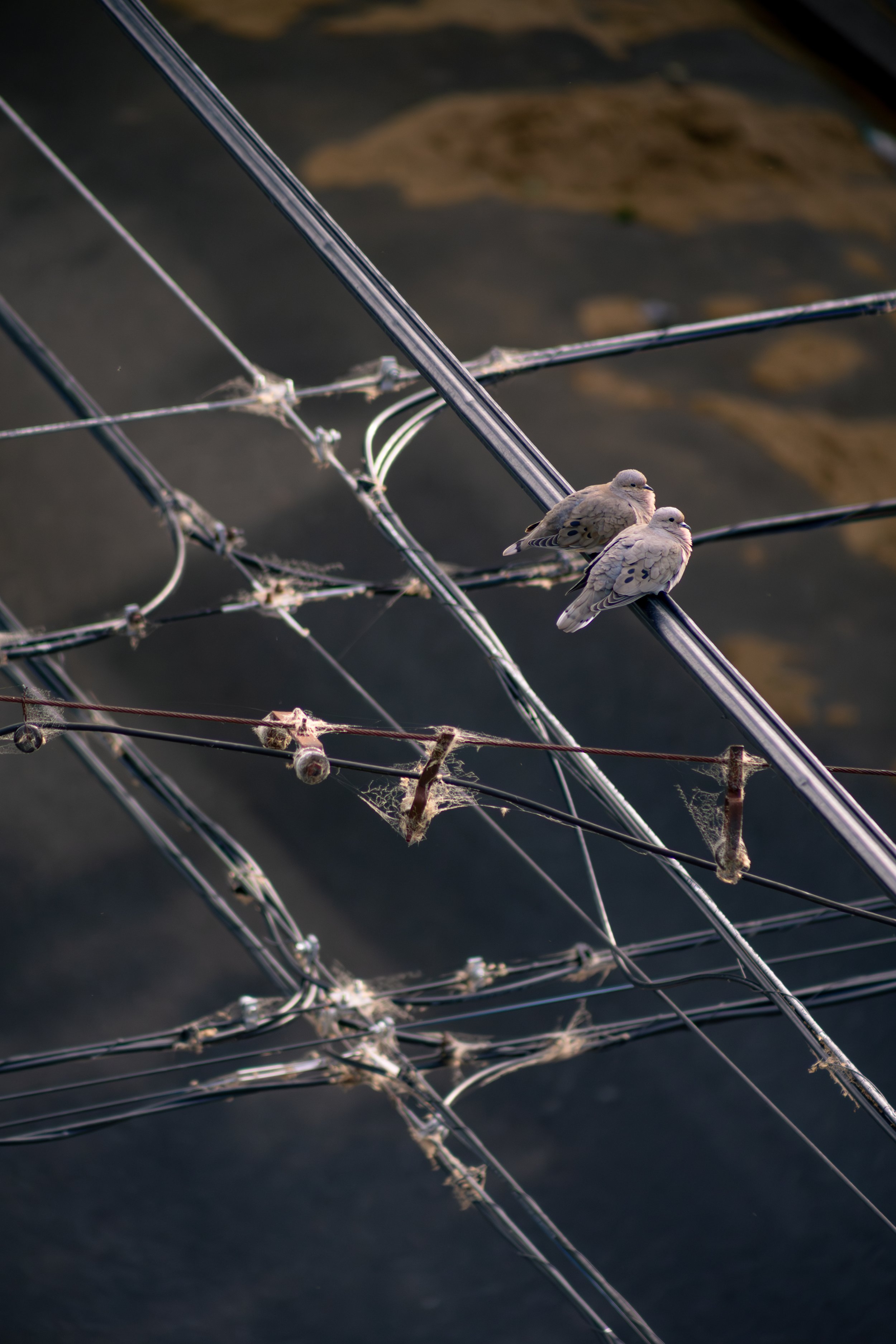 A couple of birds perching in cables